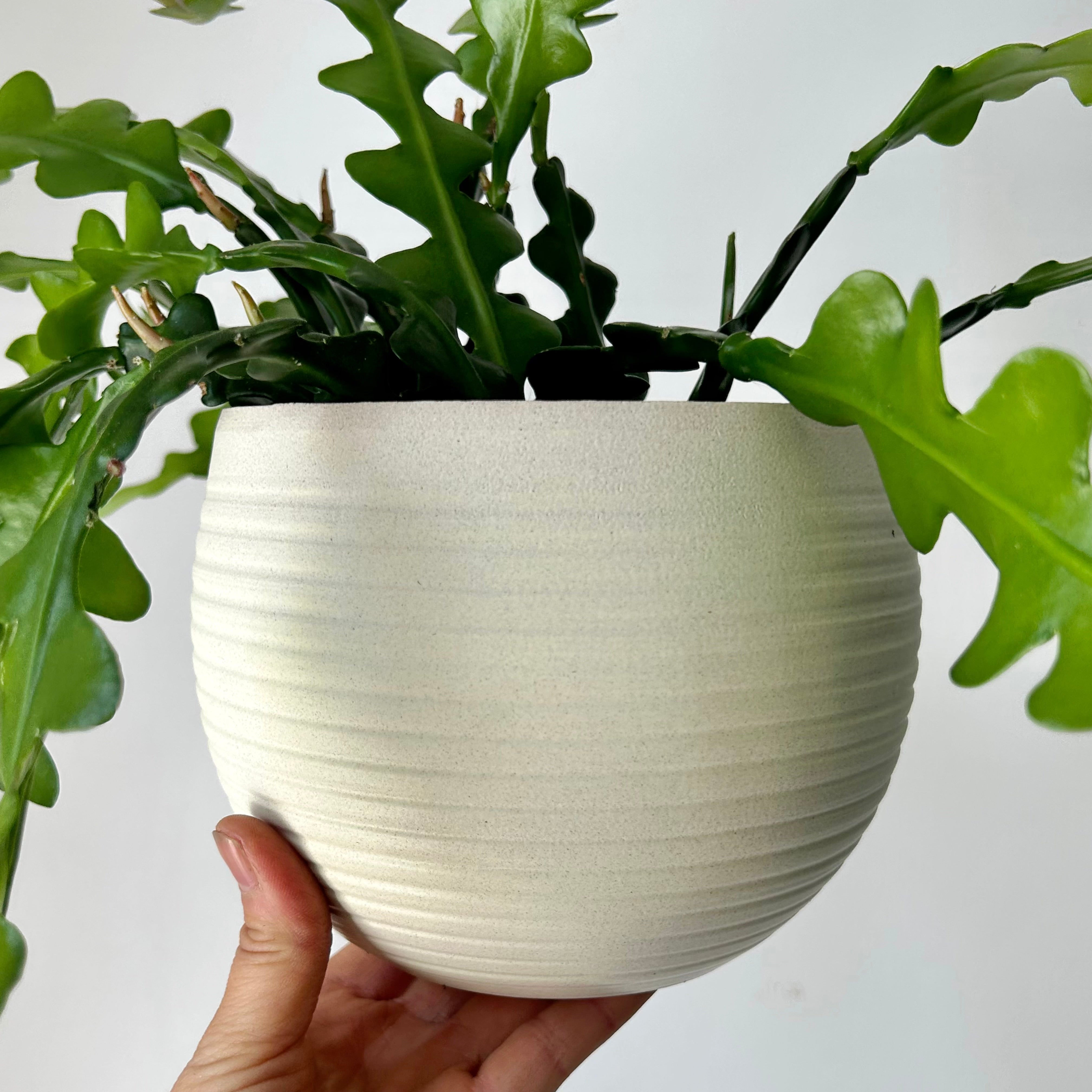 ARDEN Decorative Ceramic Planter Creamy WHITE (5.5”x4.75”)