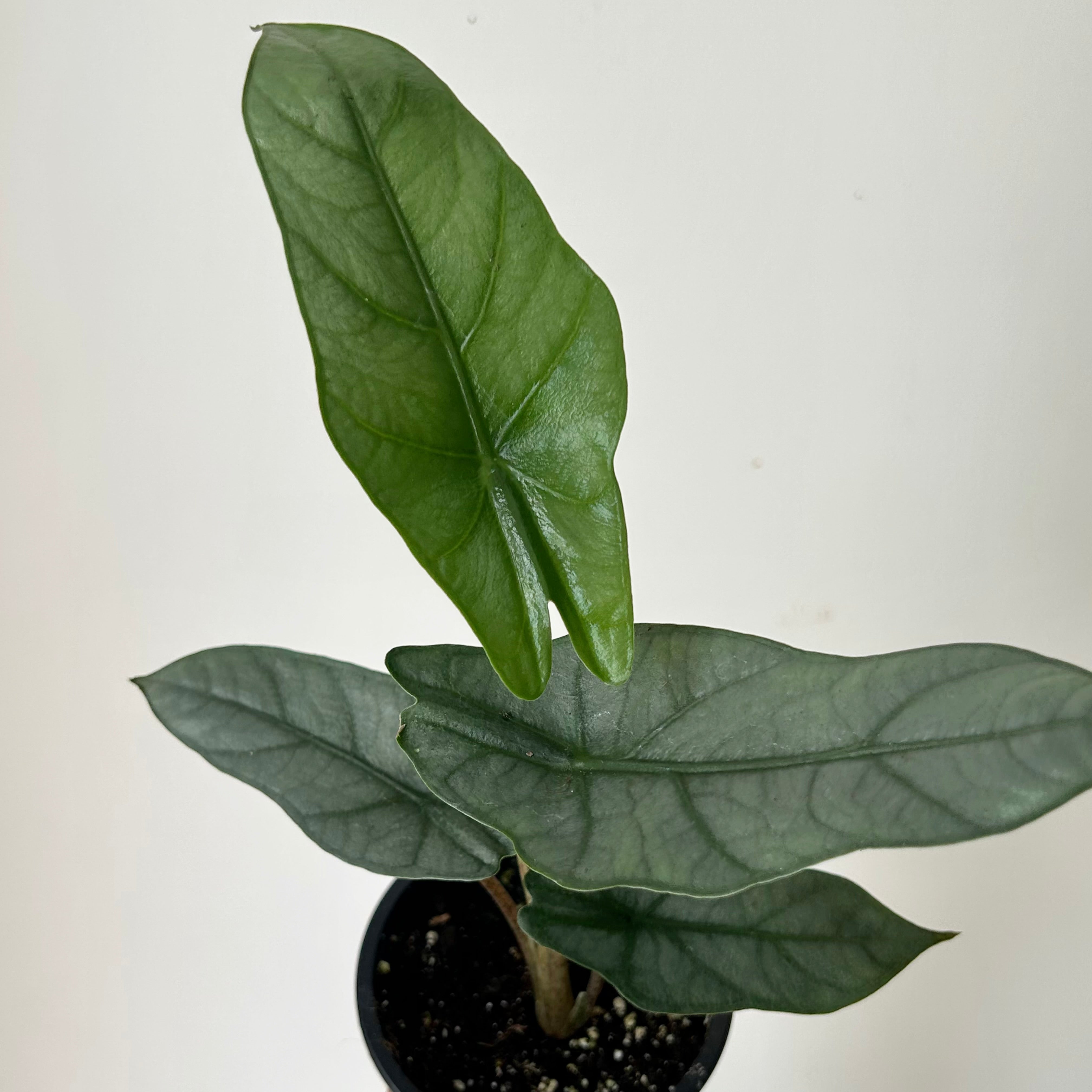 Alocasia heterophylla “Metallic Blue” 3.5”pot