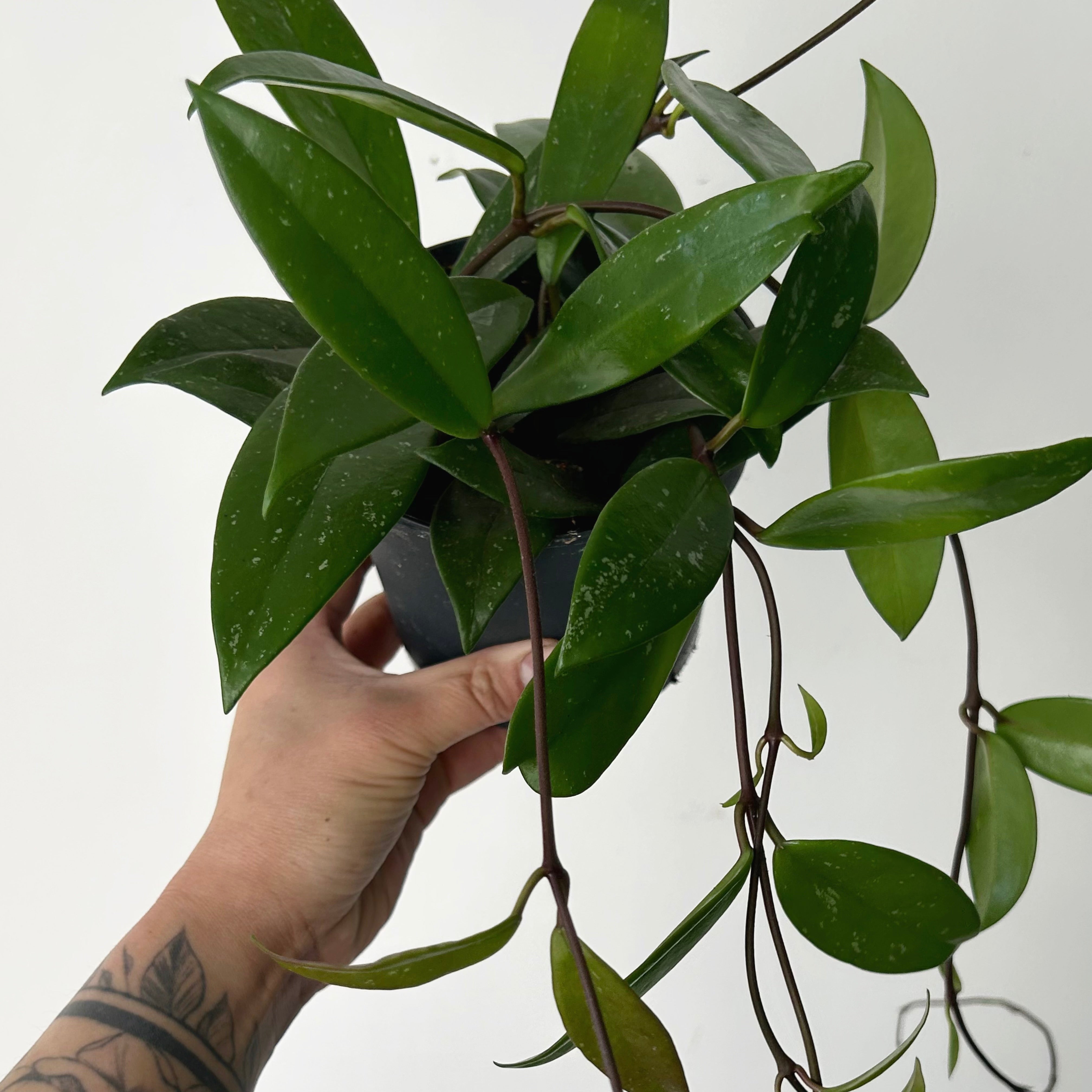 Hoya Pubicalyx 5”pot
