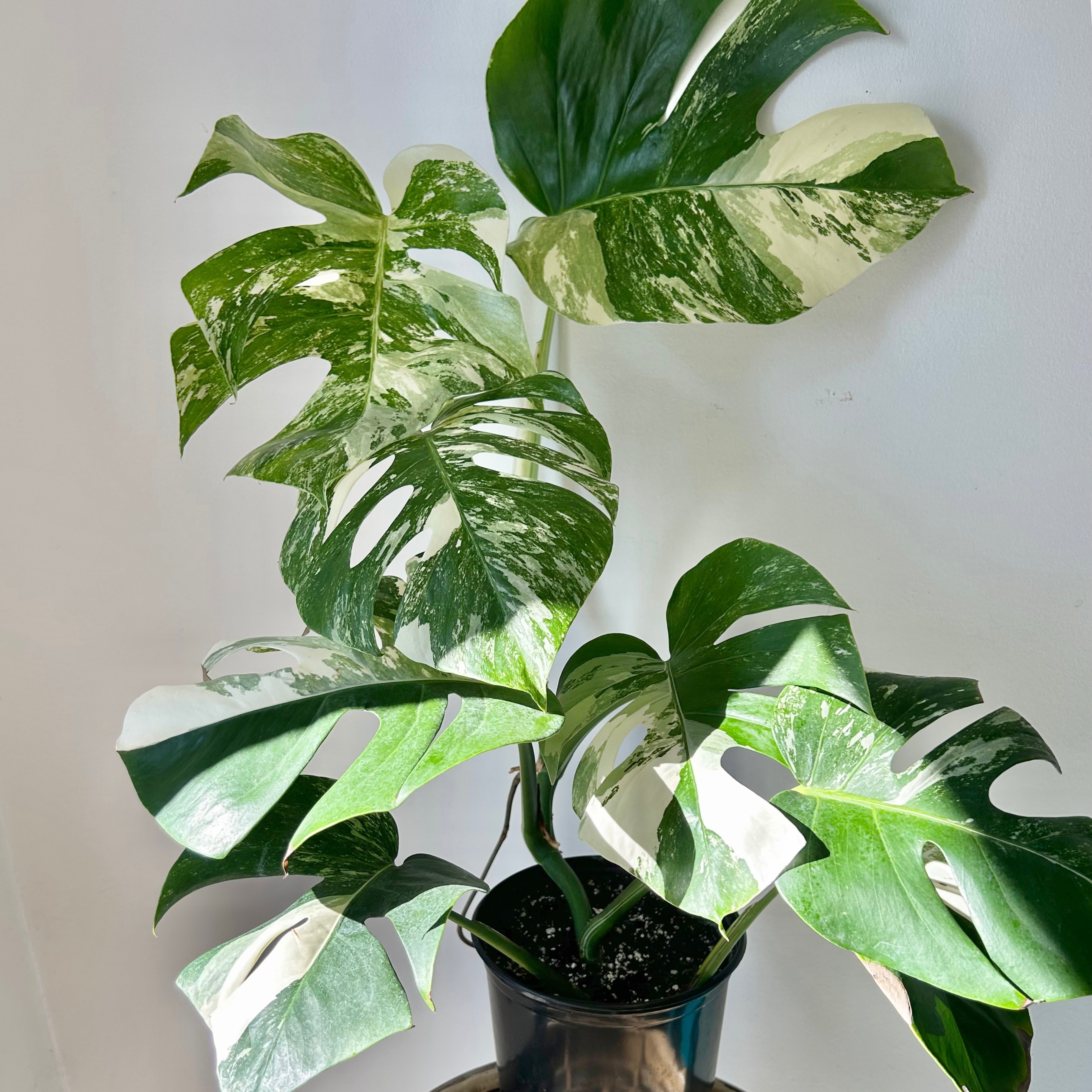 Monstera Albo Variegata 6”pot
