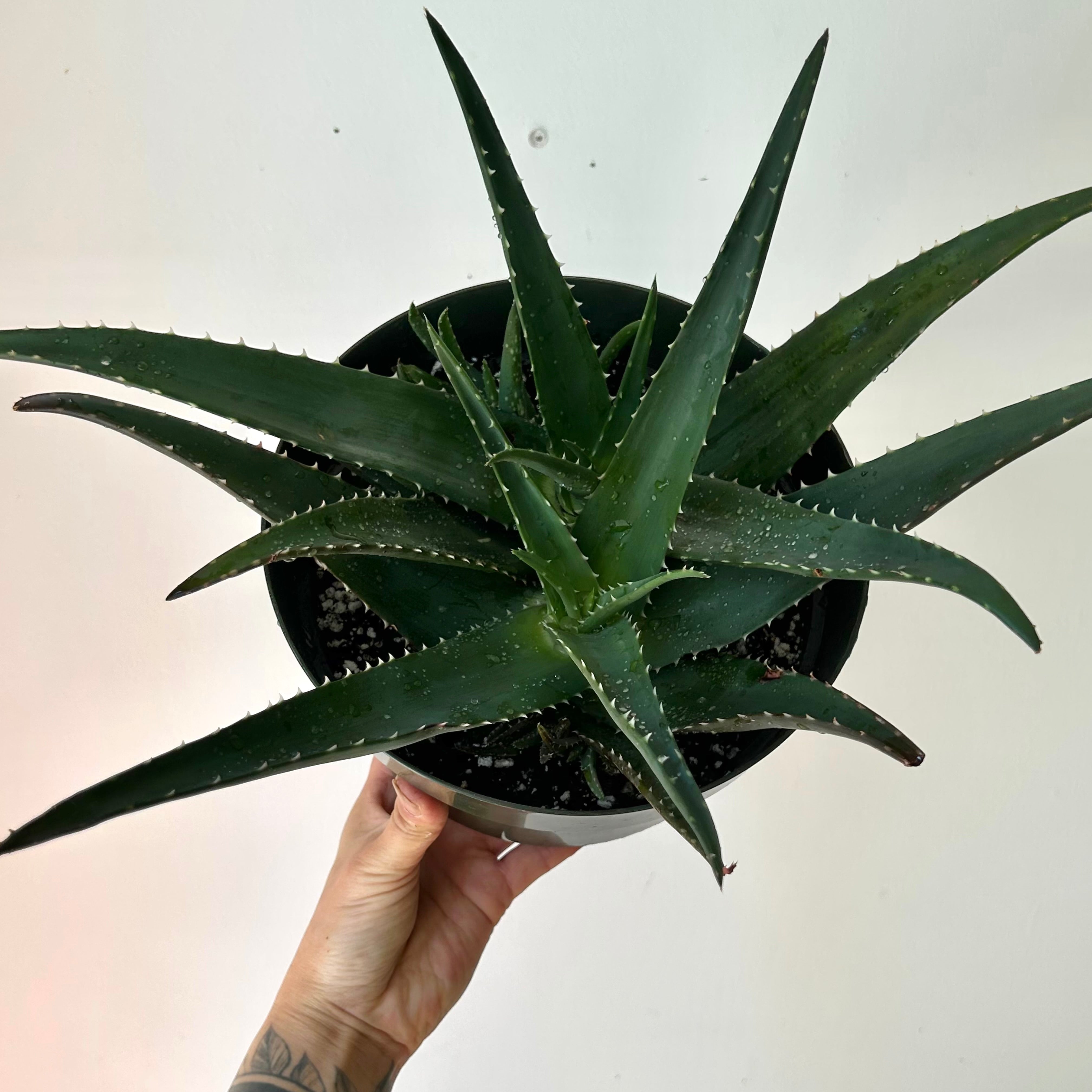 Aloe medivera 8”pot