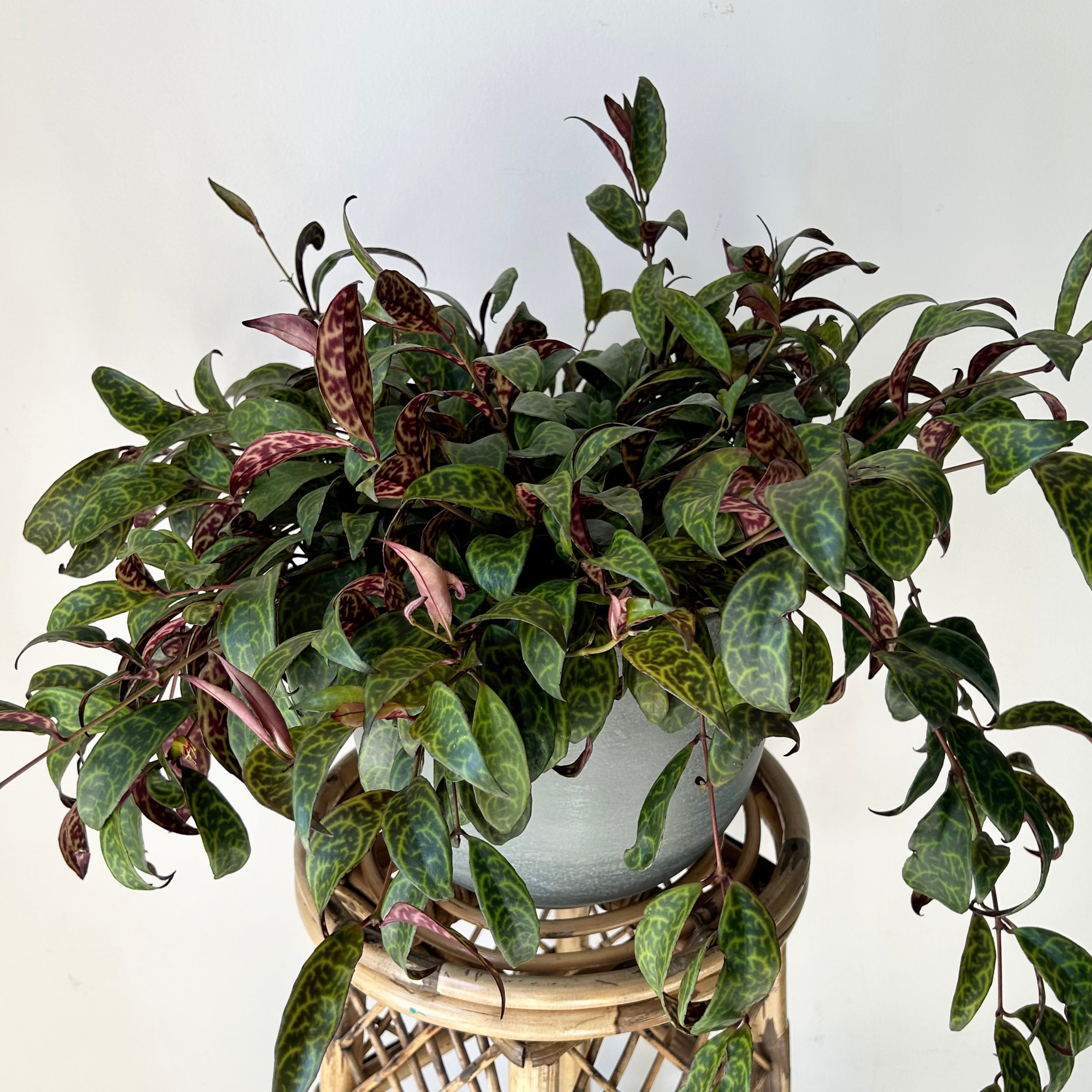 Black Pagoda Lipstick Vine (Aeschynanthus Longicaulis) 8" hanging basket