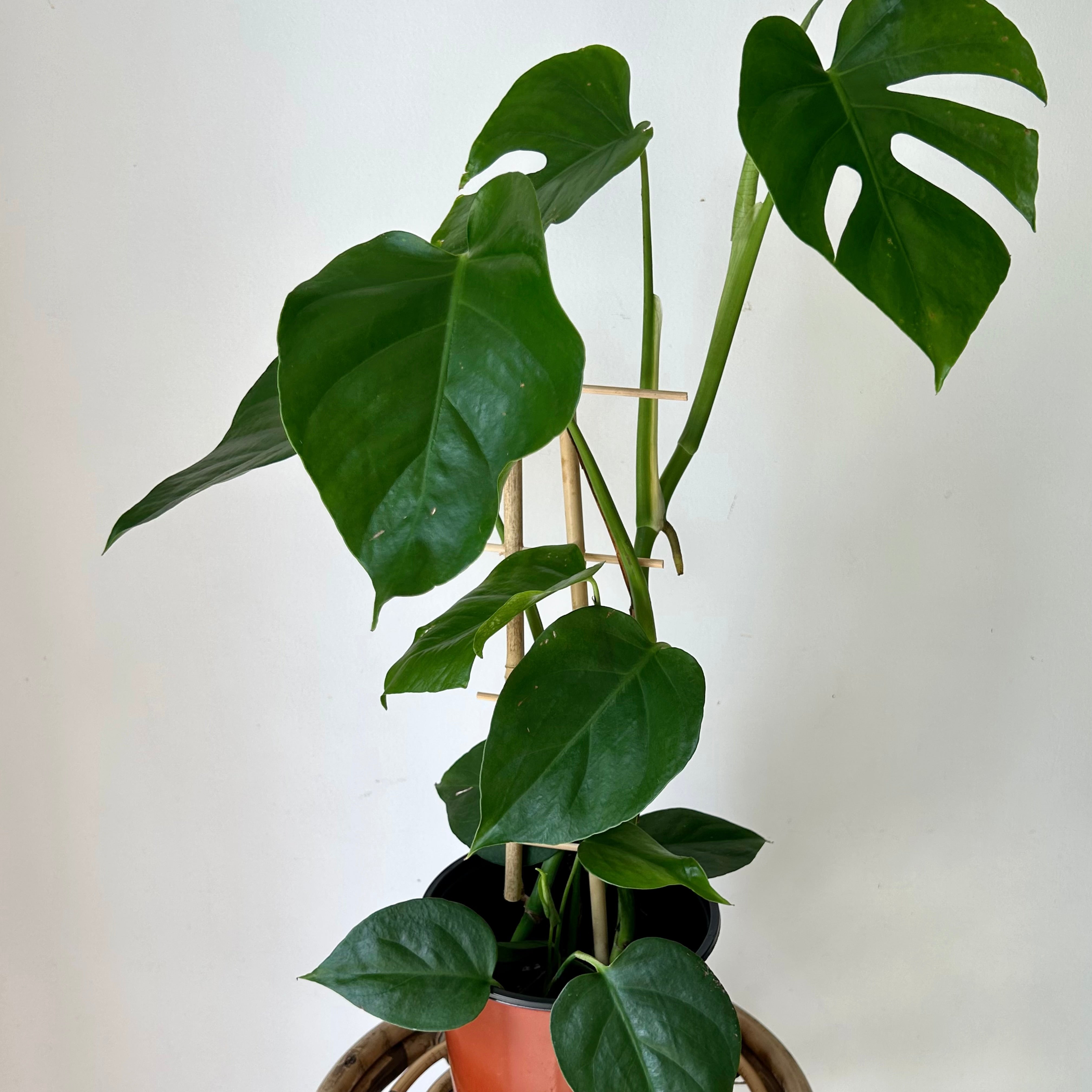 Monstera deliciosa “Sierrana” on trellis in 6”pot