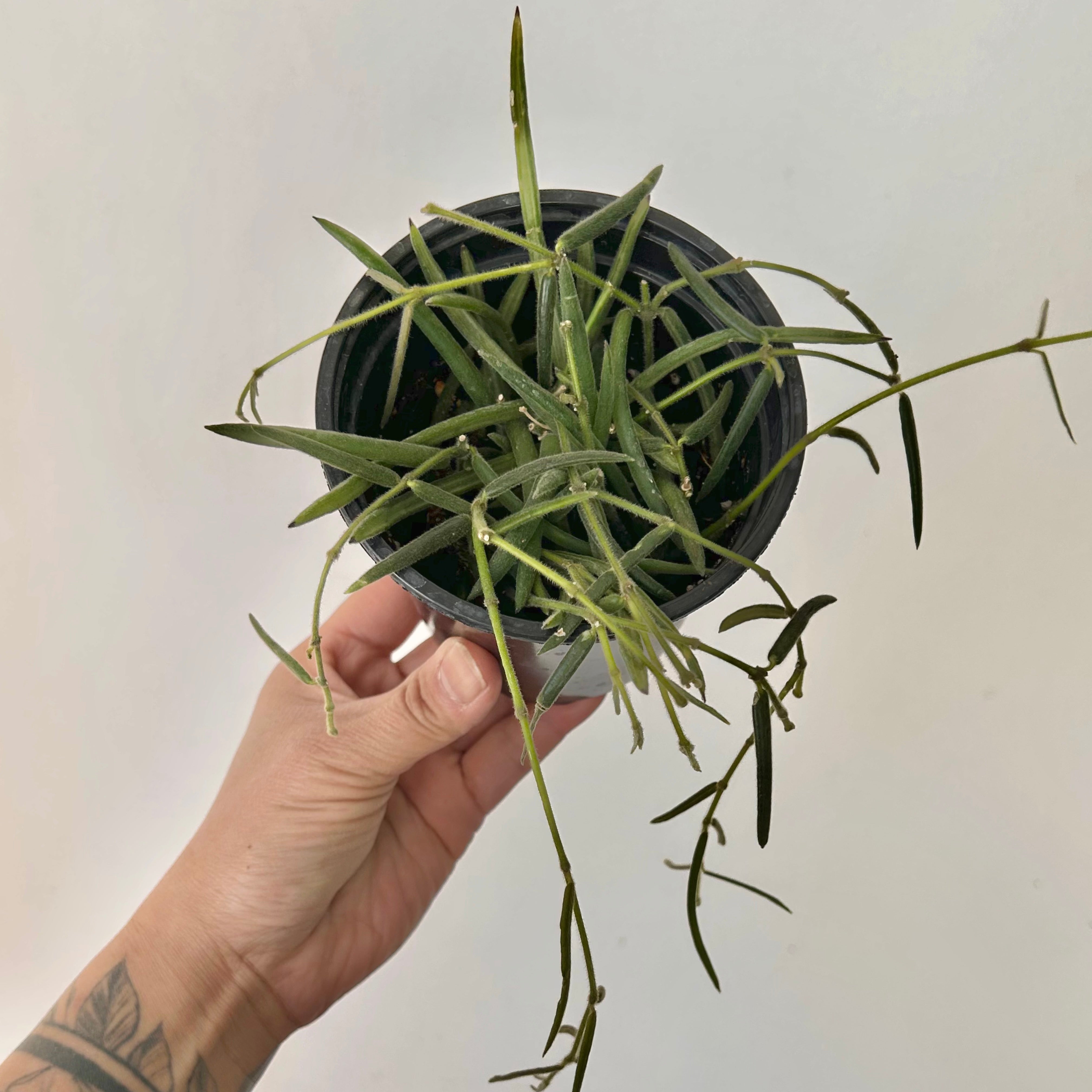 Hoya lineris 4”pot