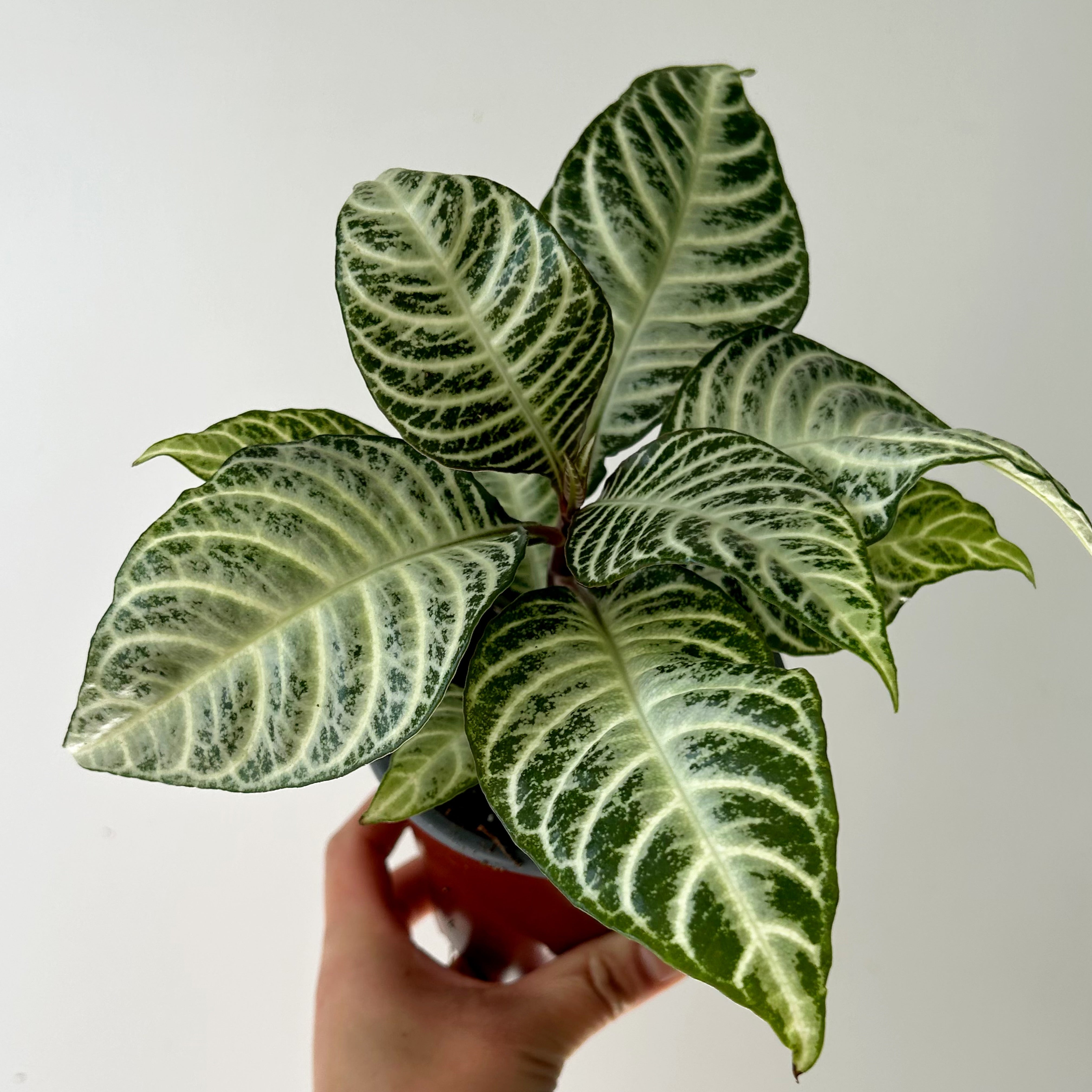 Aphelandra “Snowflake” 4" pot