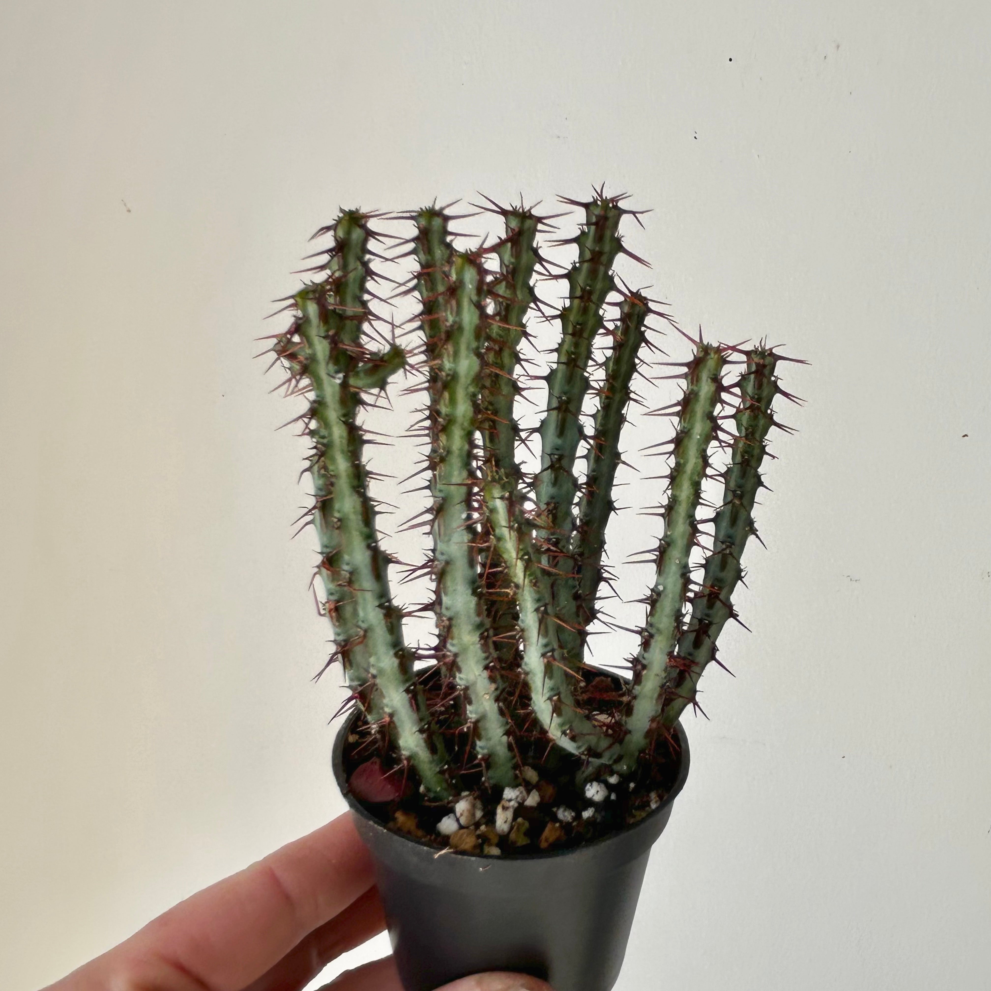 Euphorbia aeruginosa 2.5” pot