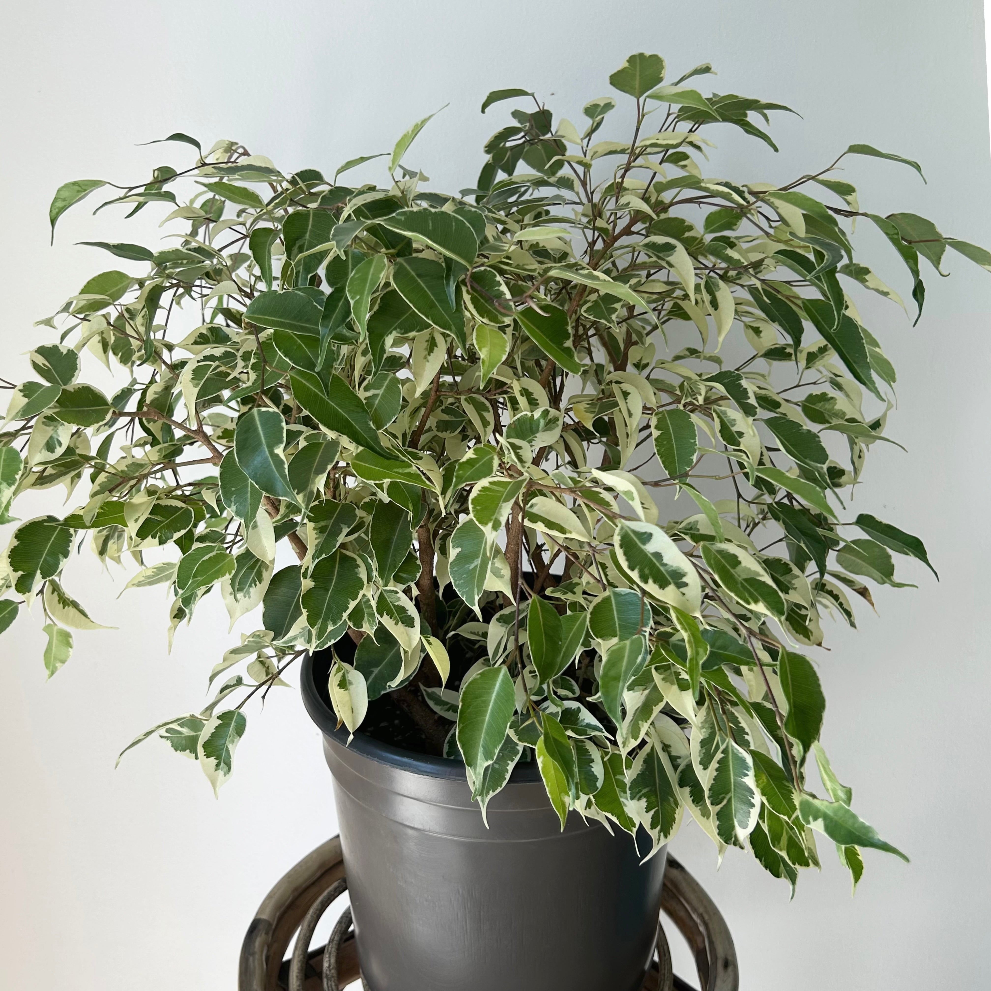 Variegated Ficus Benjamina 8” pot
