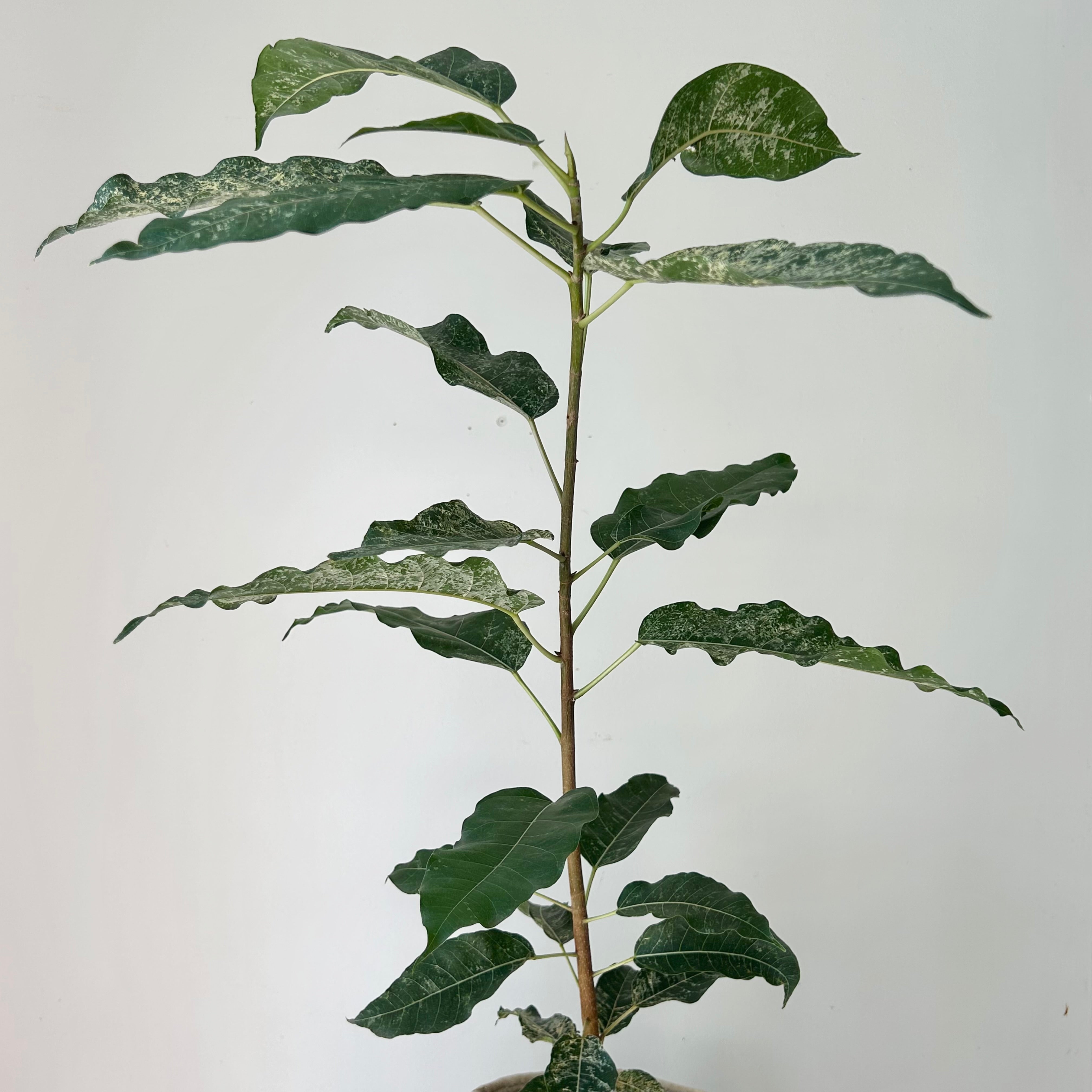 Variegated Clown Fig (Ficus aspera) approximately  3ft tall 6”pot