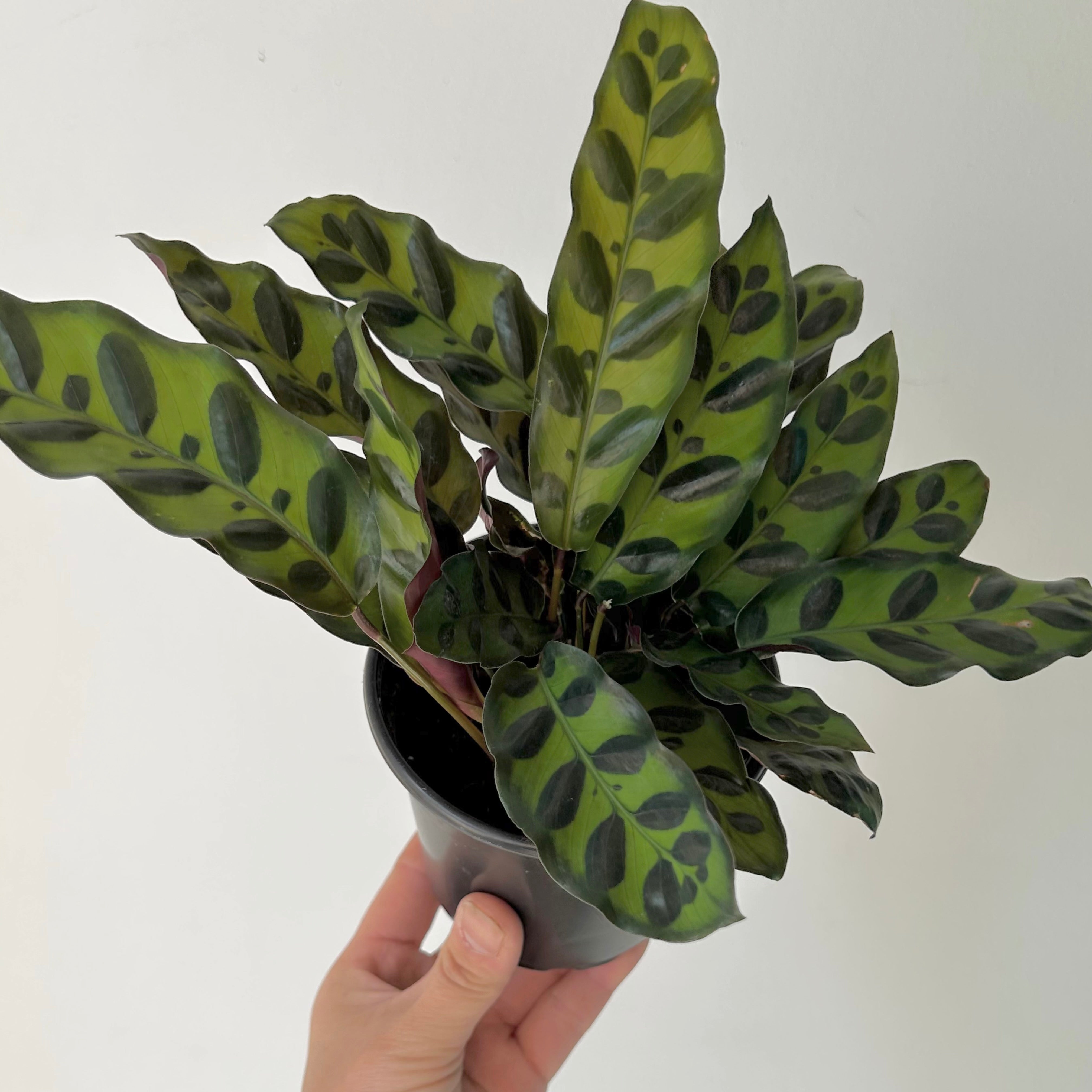 Calathea lancifolia “Rattle Snake”  4”  pot