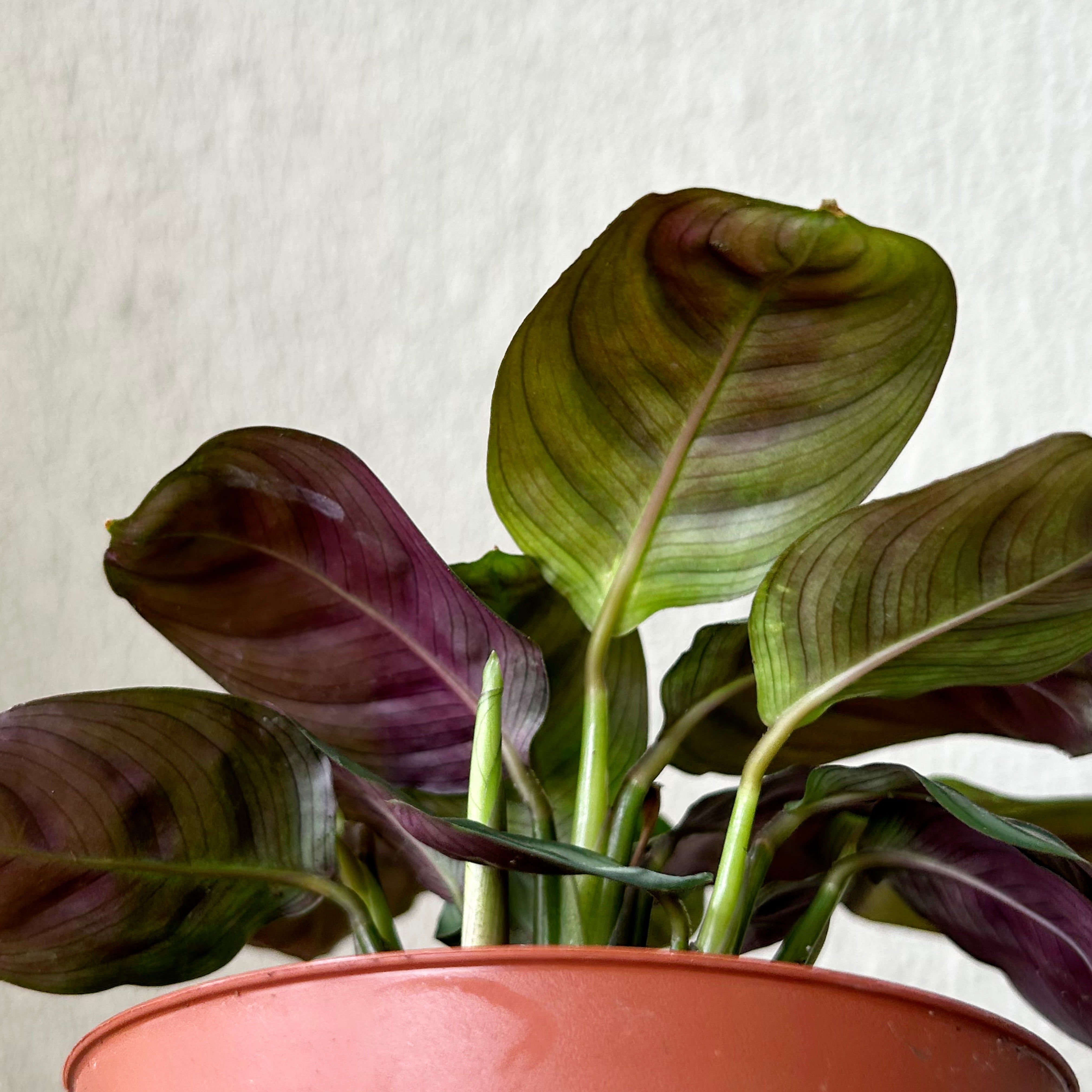 Calathea Fishbone Prayer Plant (Burle Marx) 3.5” pot
