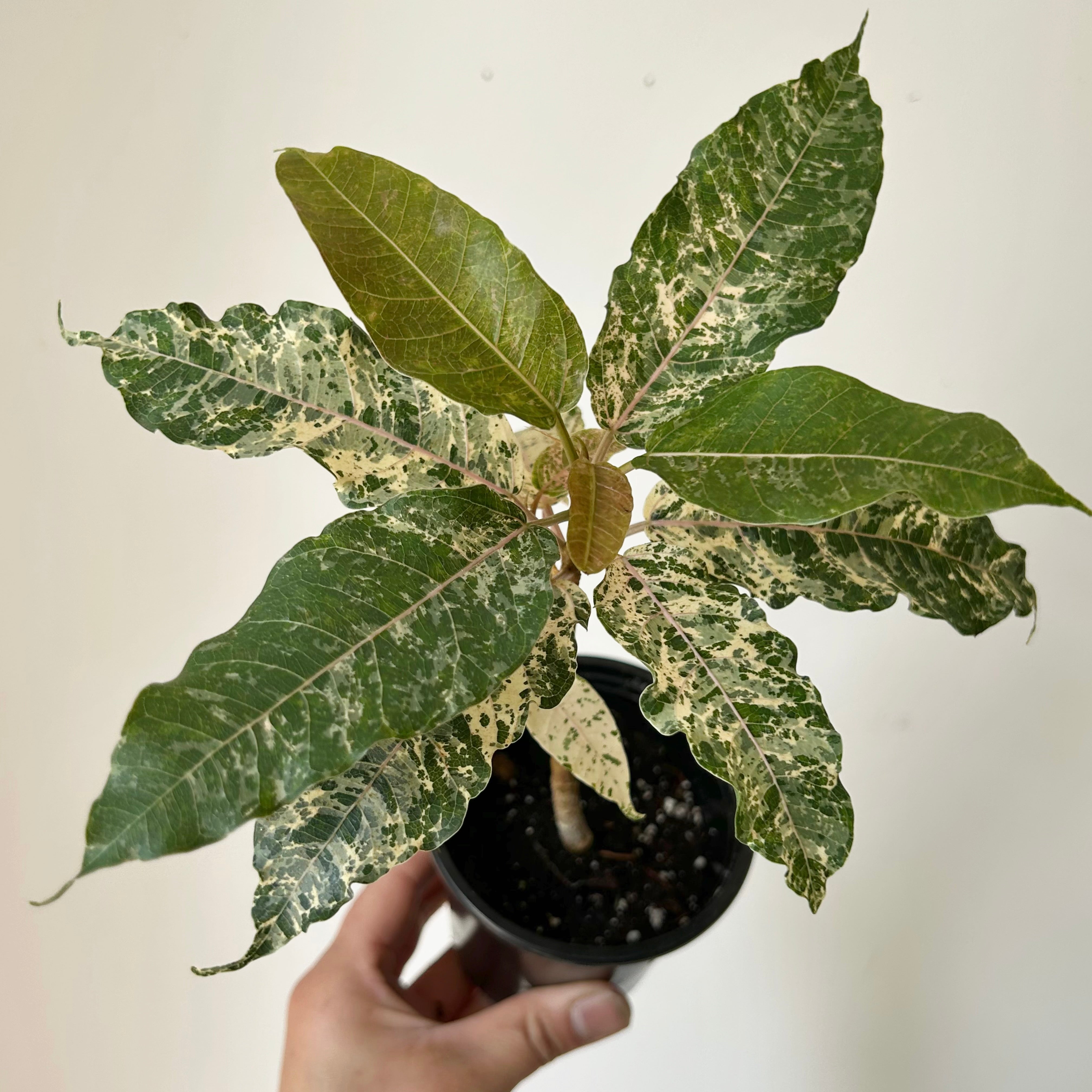 Variegated Clown Fig (Ficus aspera)  3.5”pot