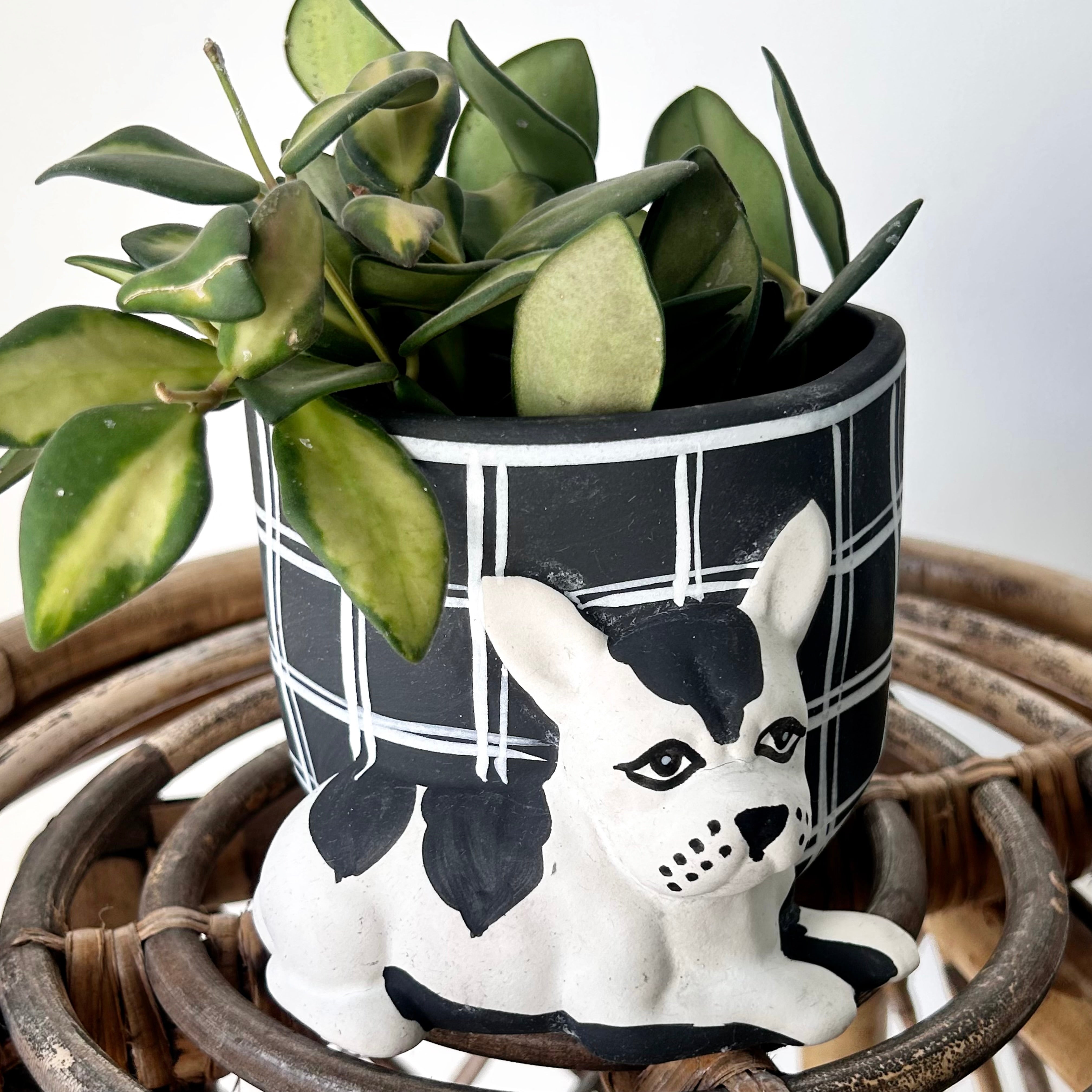 Pampered DOG Decorative Planter (4”x3.75”)