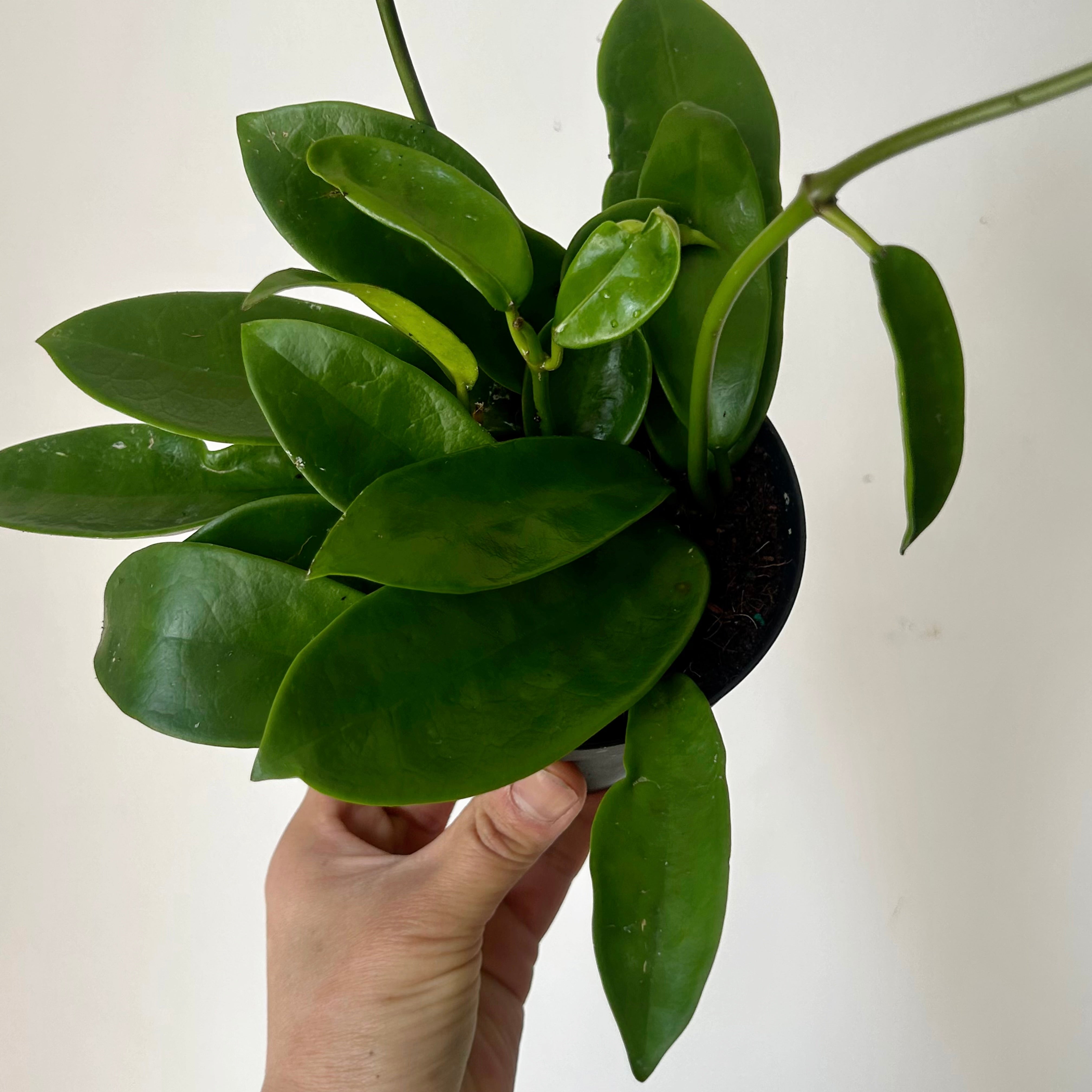  Hoya meliflua 4” pot