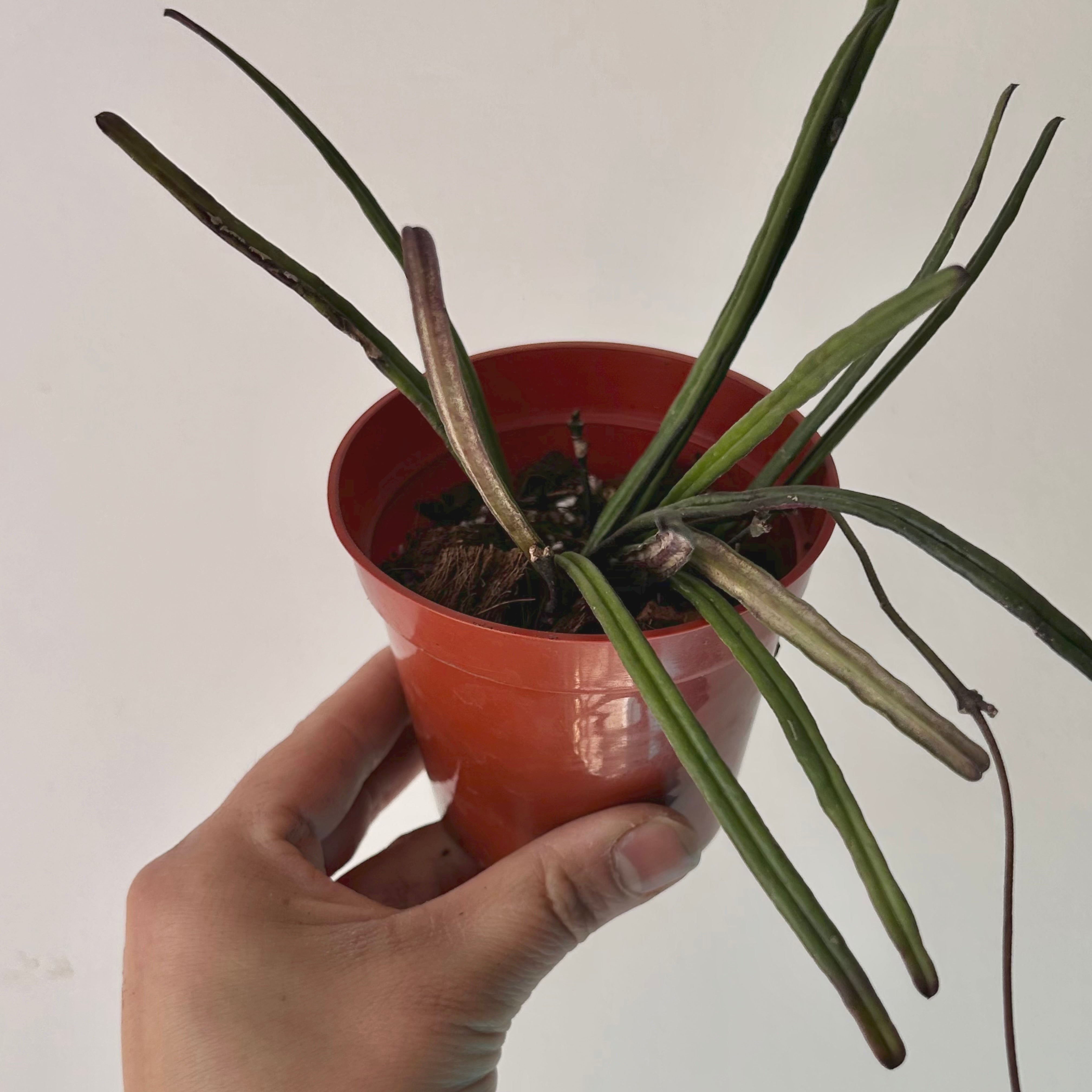Hoya insularis 3.5”pot