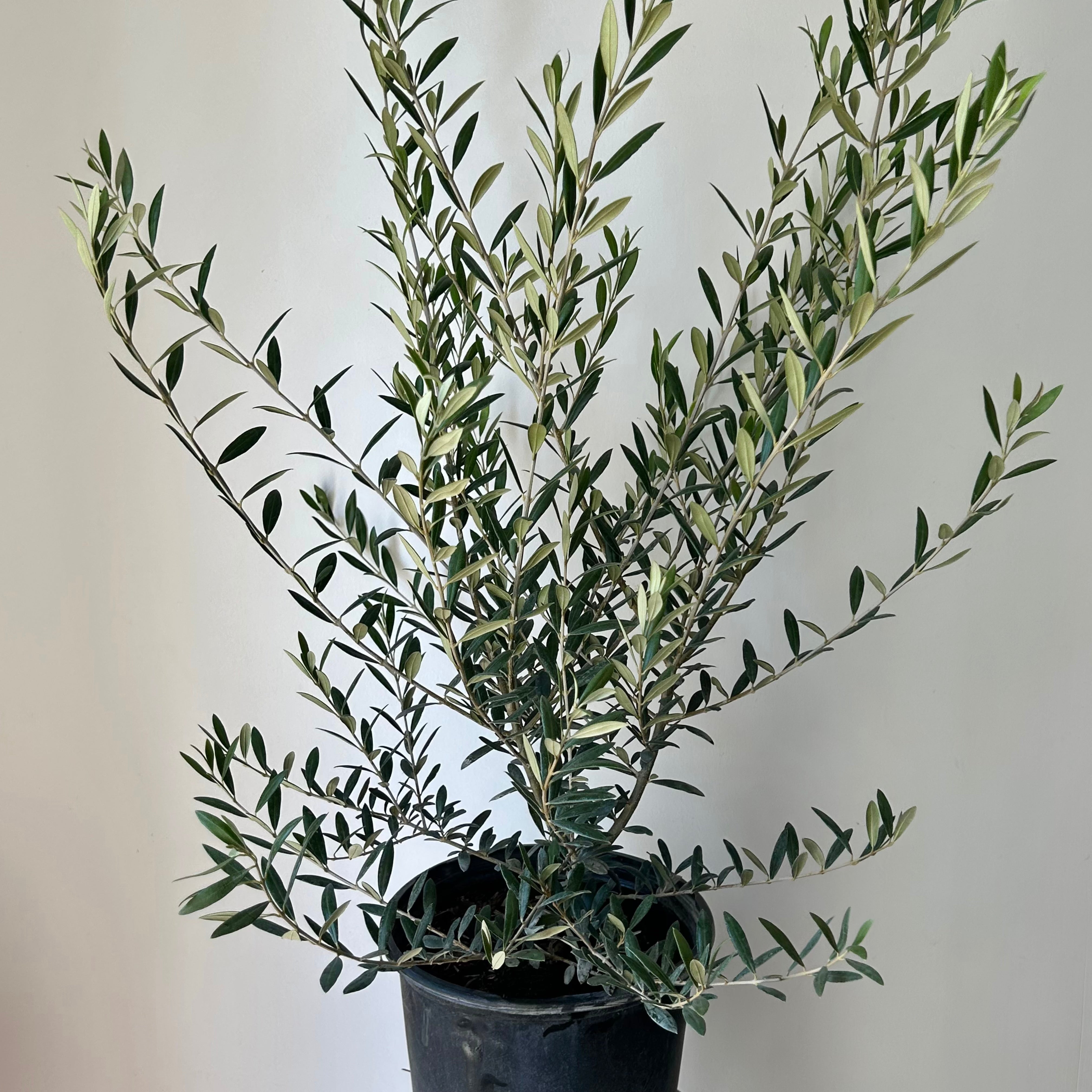 Olive Bush approximately 3ft tall in 11”pot