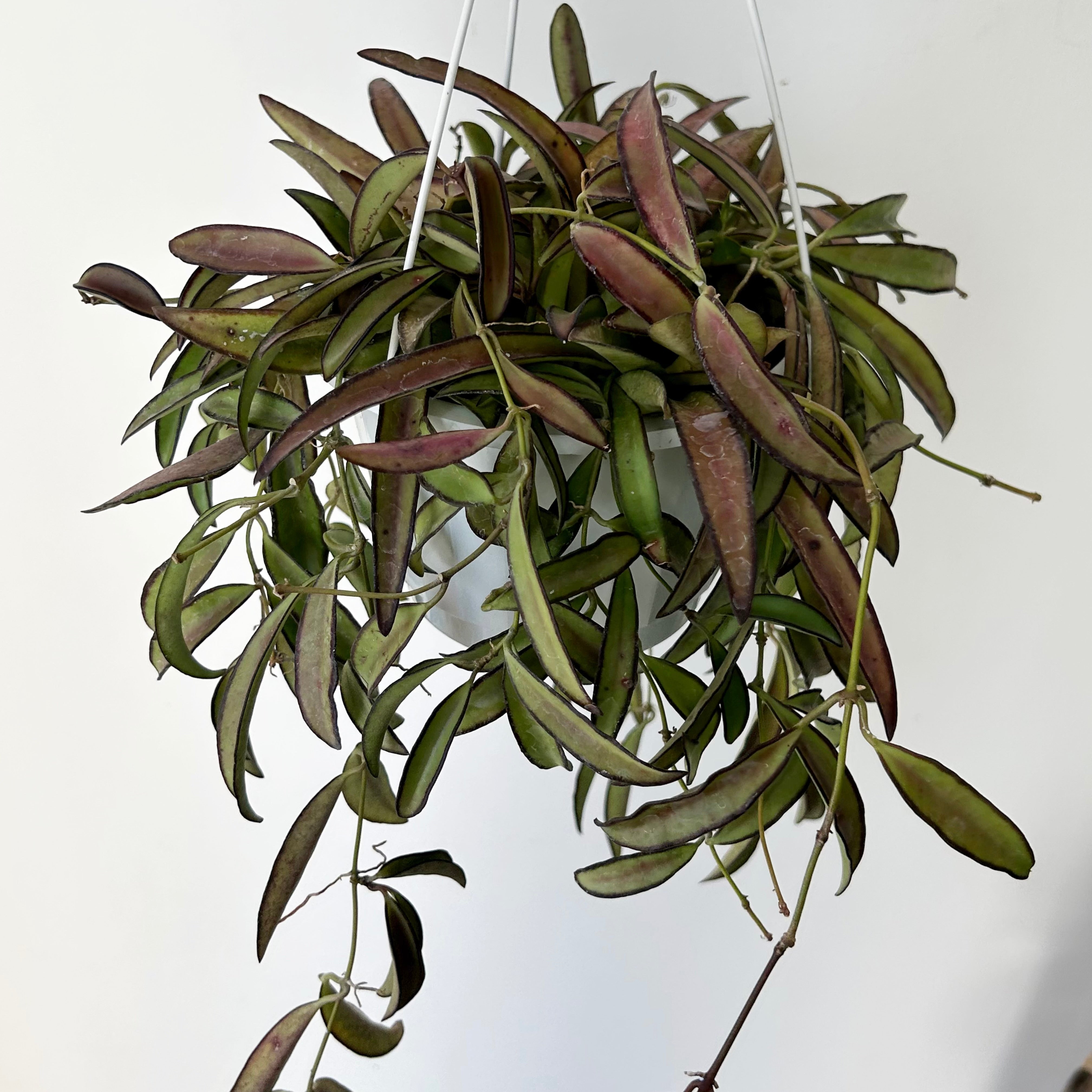 Hoya Wayetii 6” hanging basket