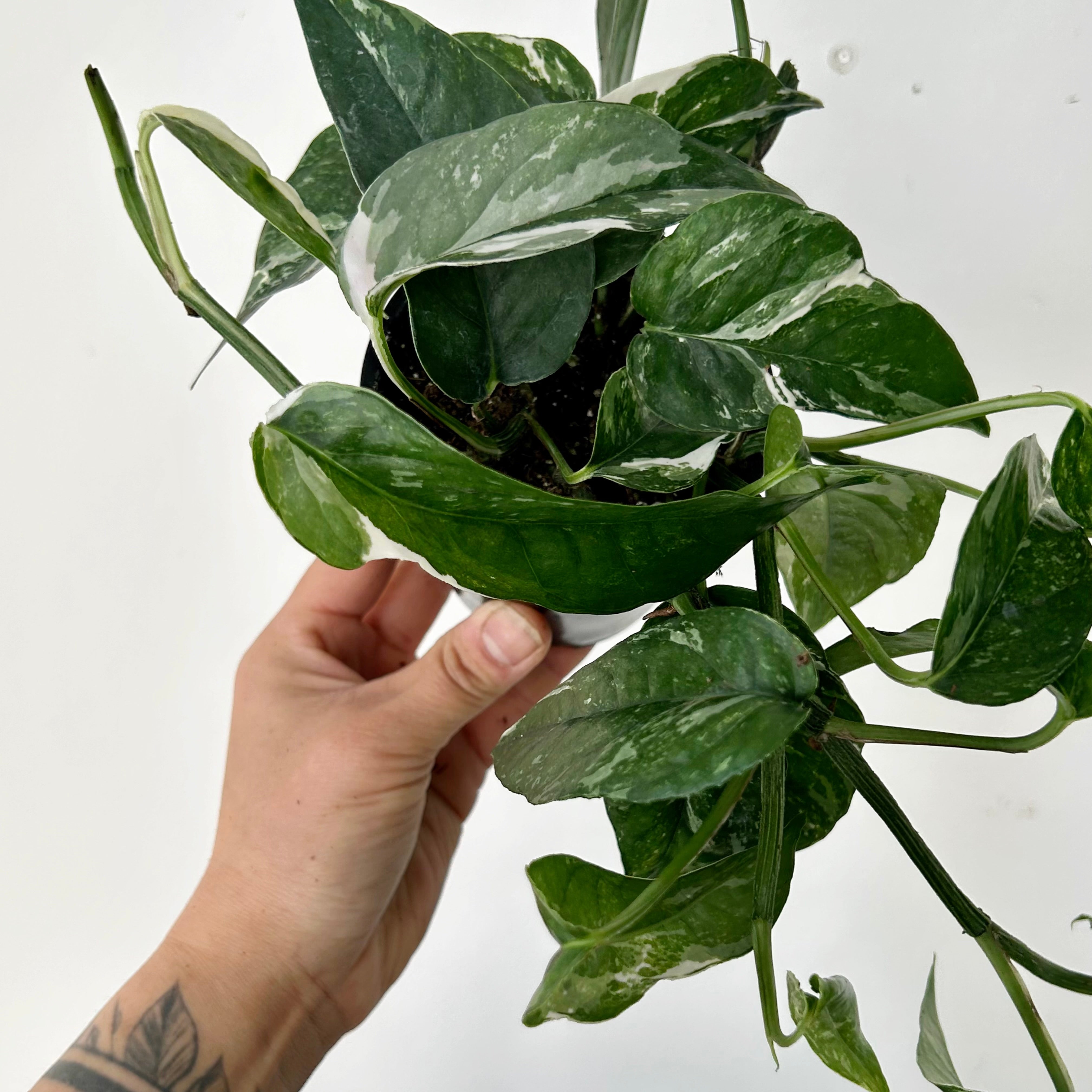 Epipremnum Pinnatum "Albo Variegata" 4" pot