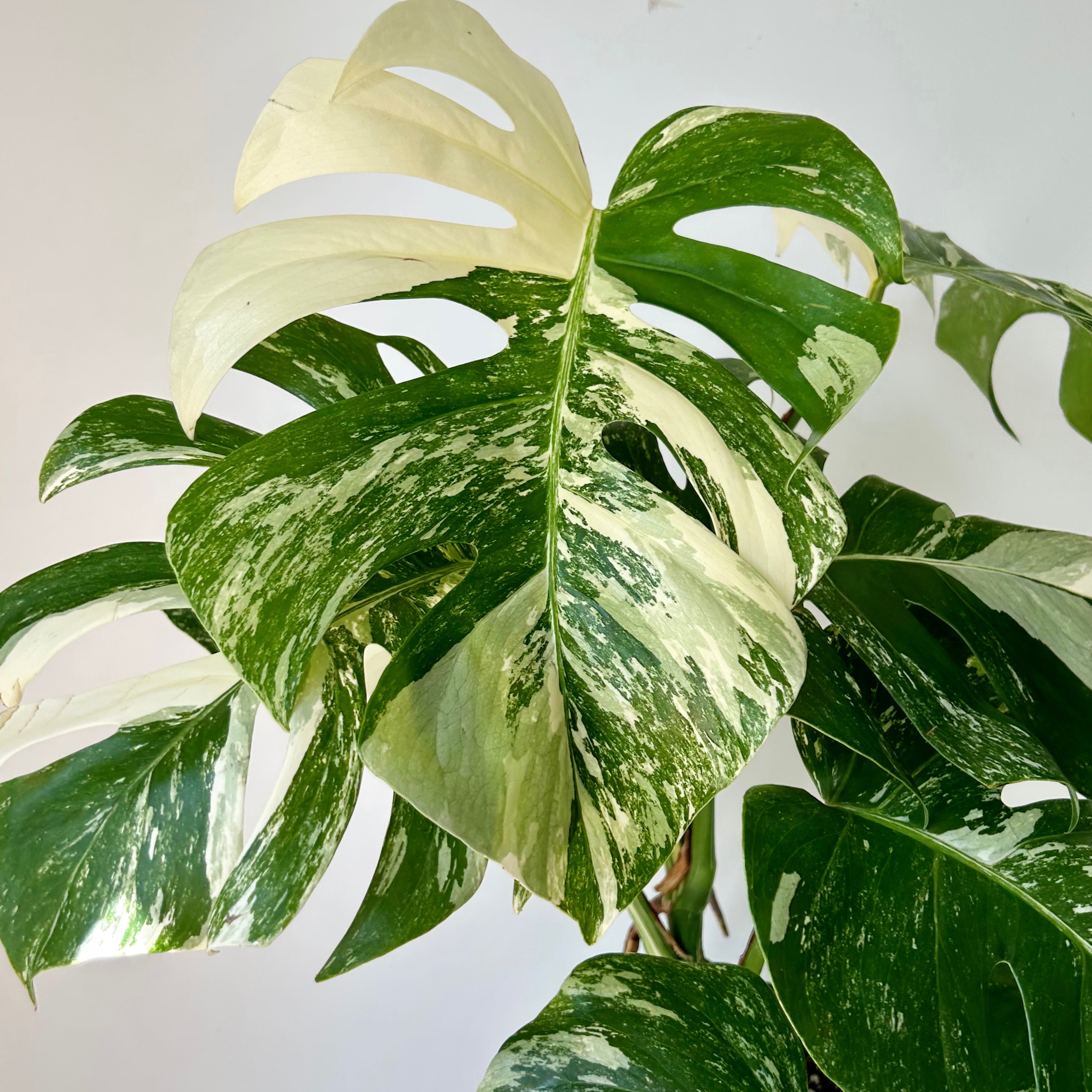 Monstera Albo Variegata 6”pot