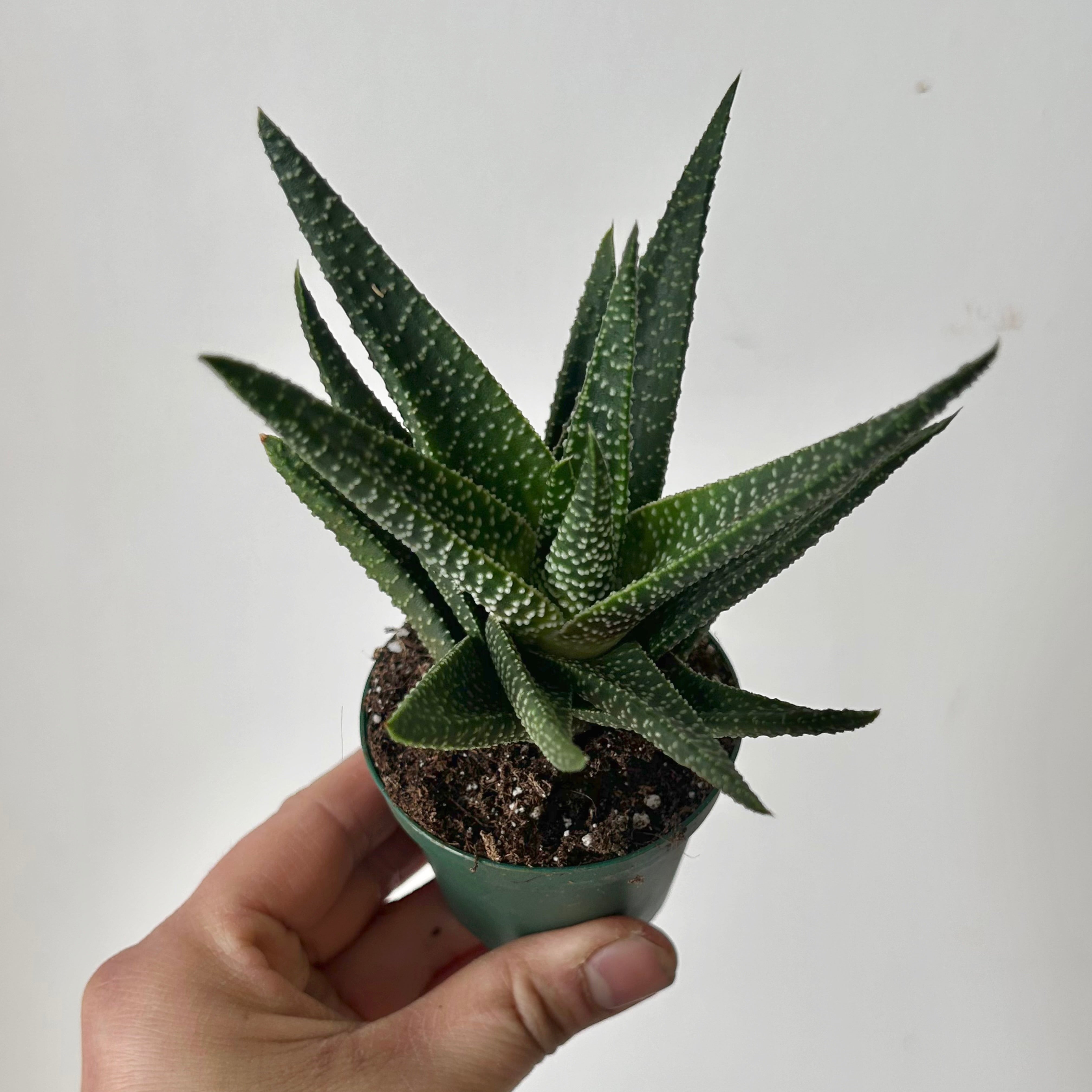 Gasterhaworthia “Royal Highness” 2.5” pot