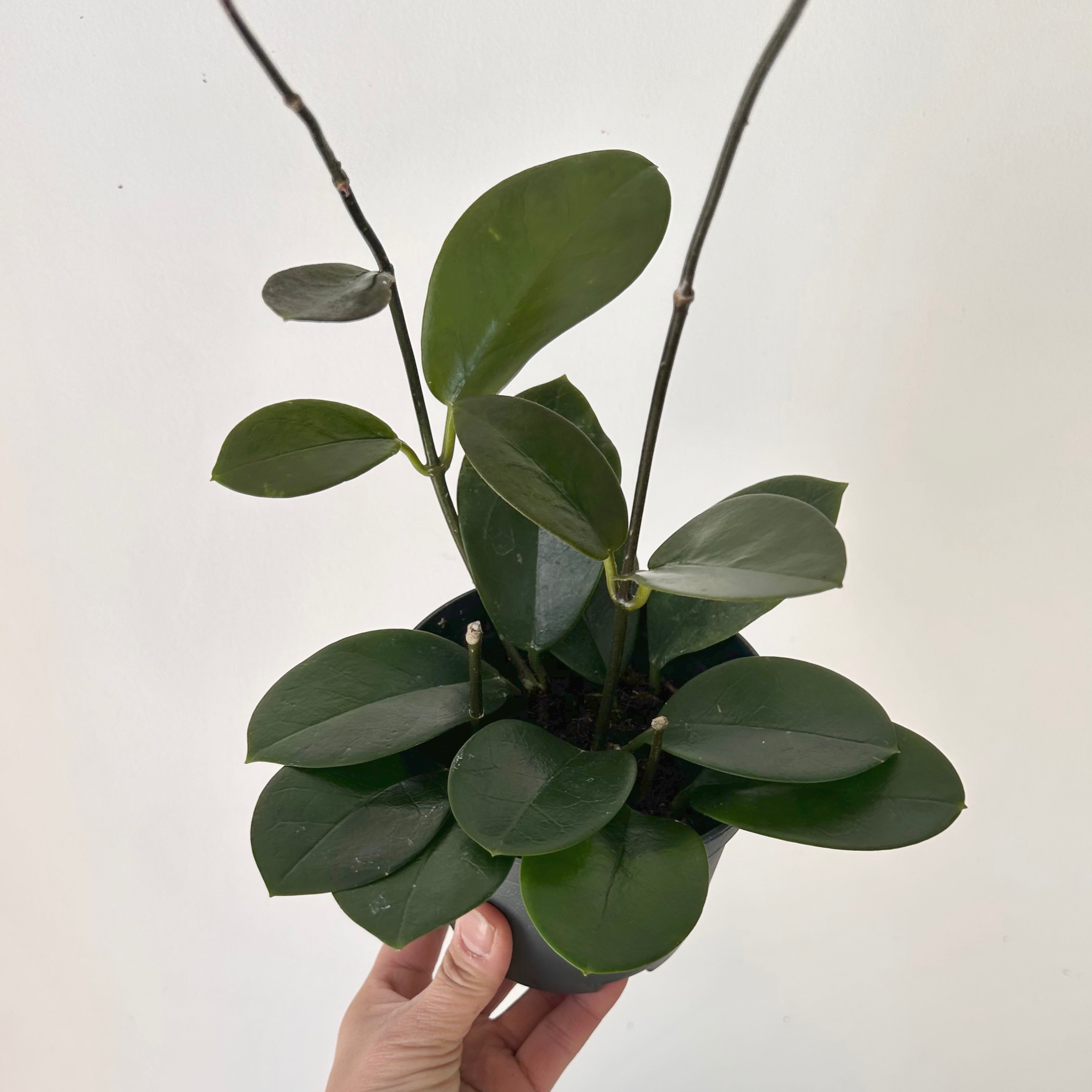 Hoya Australis 5”pot