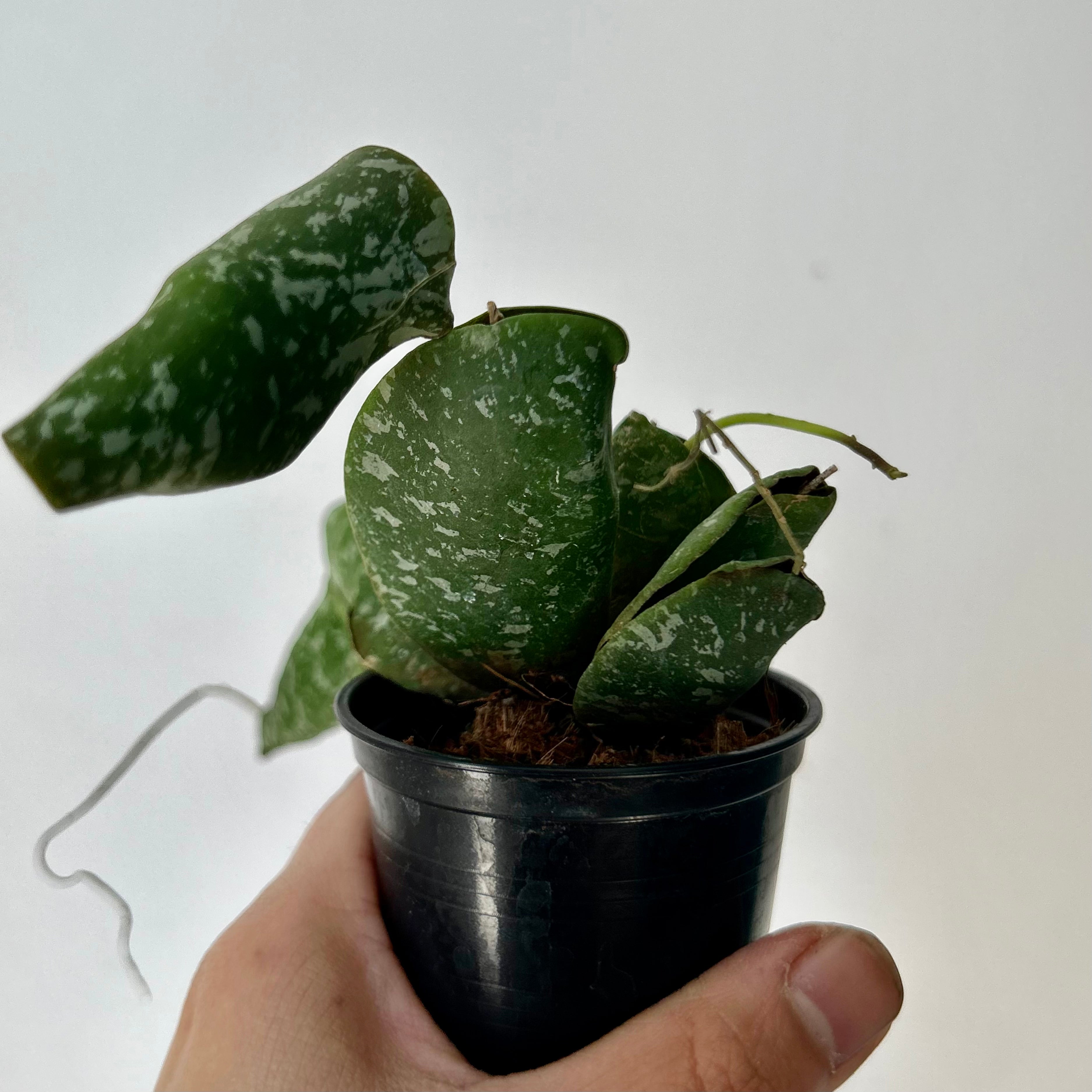Hoya Imbricata 2.5”pot