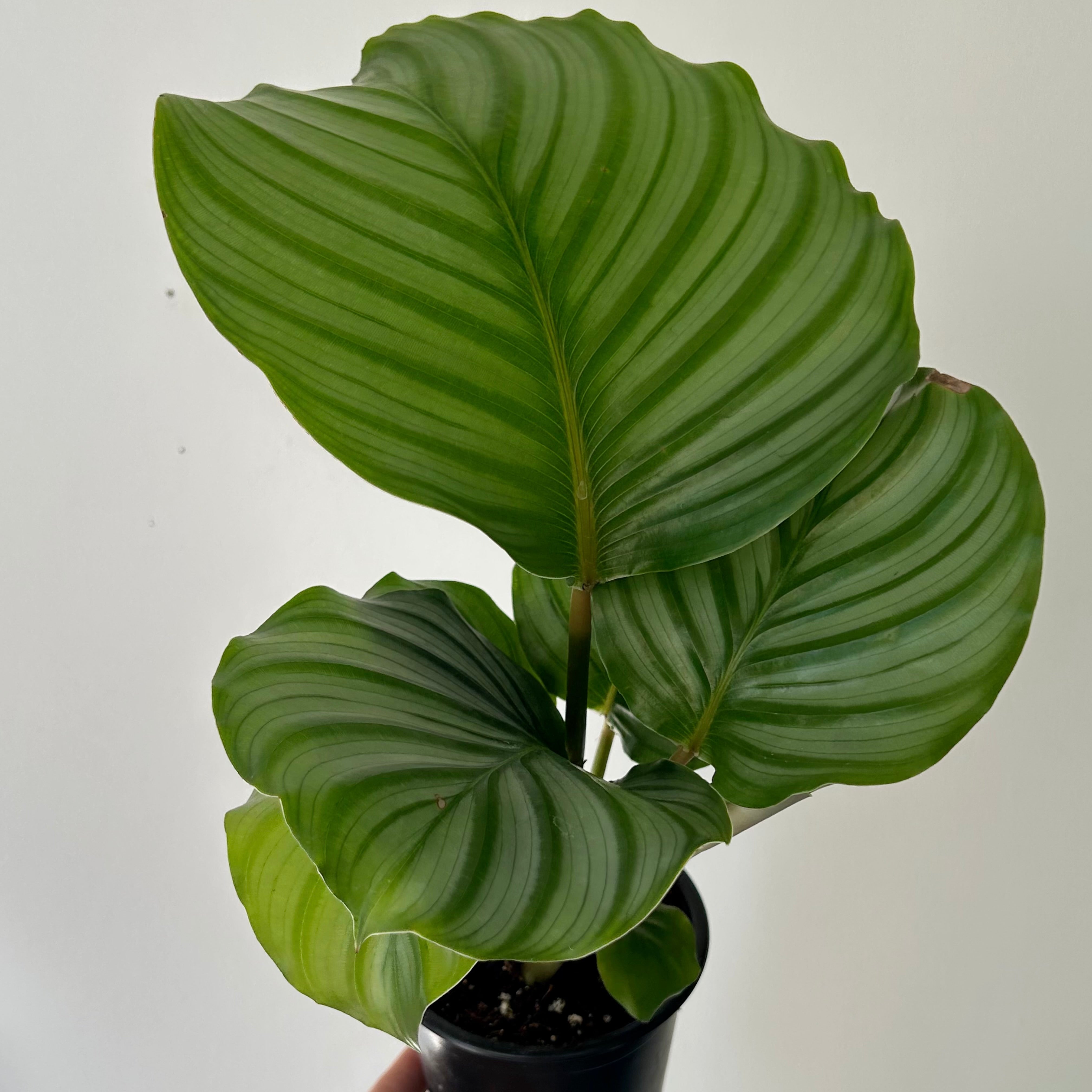 Calathea orbifolia 4” pot