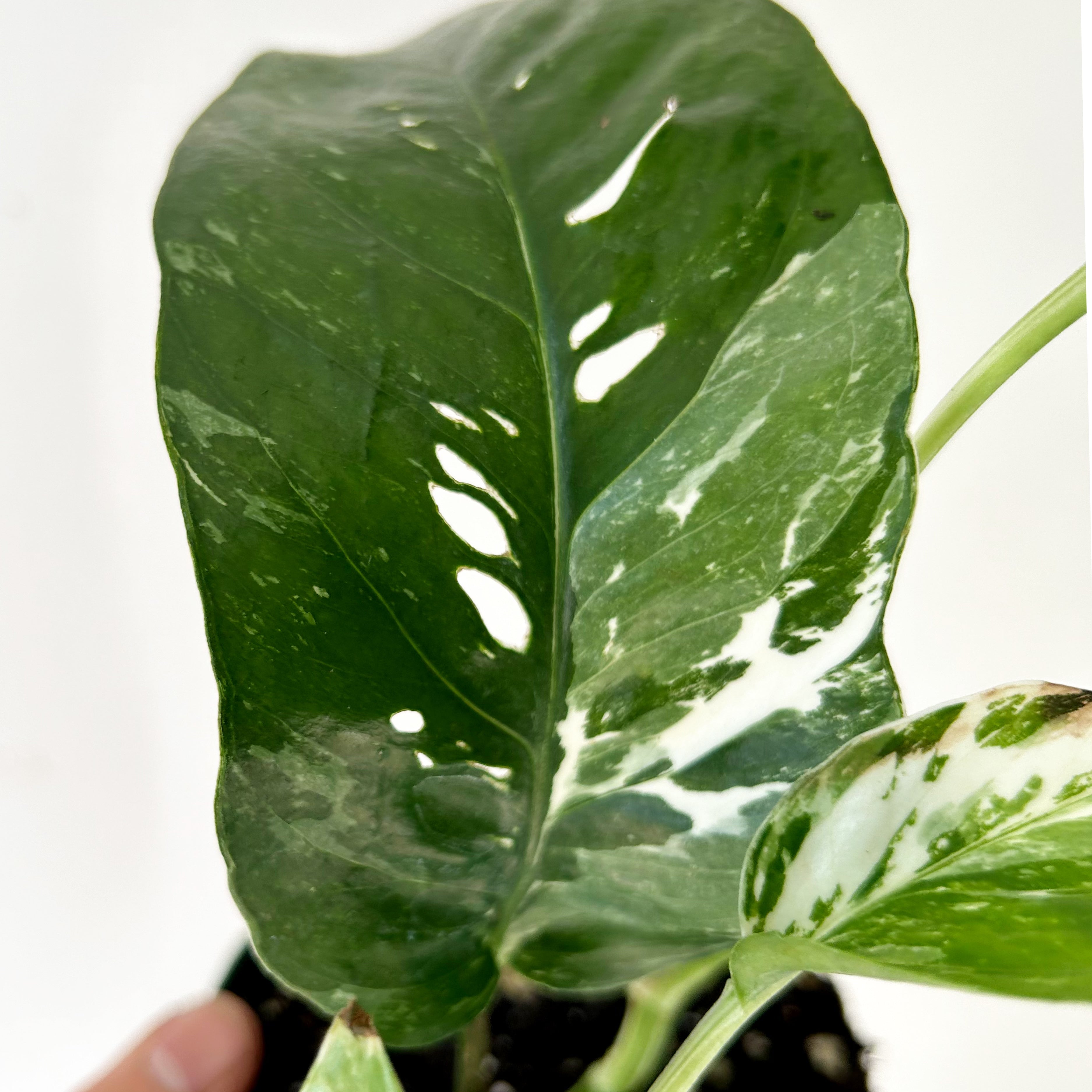 Epipremnum Pinnatum "Albo Variegata" 4" pot