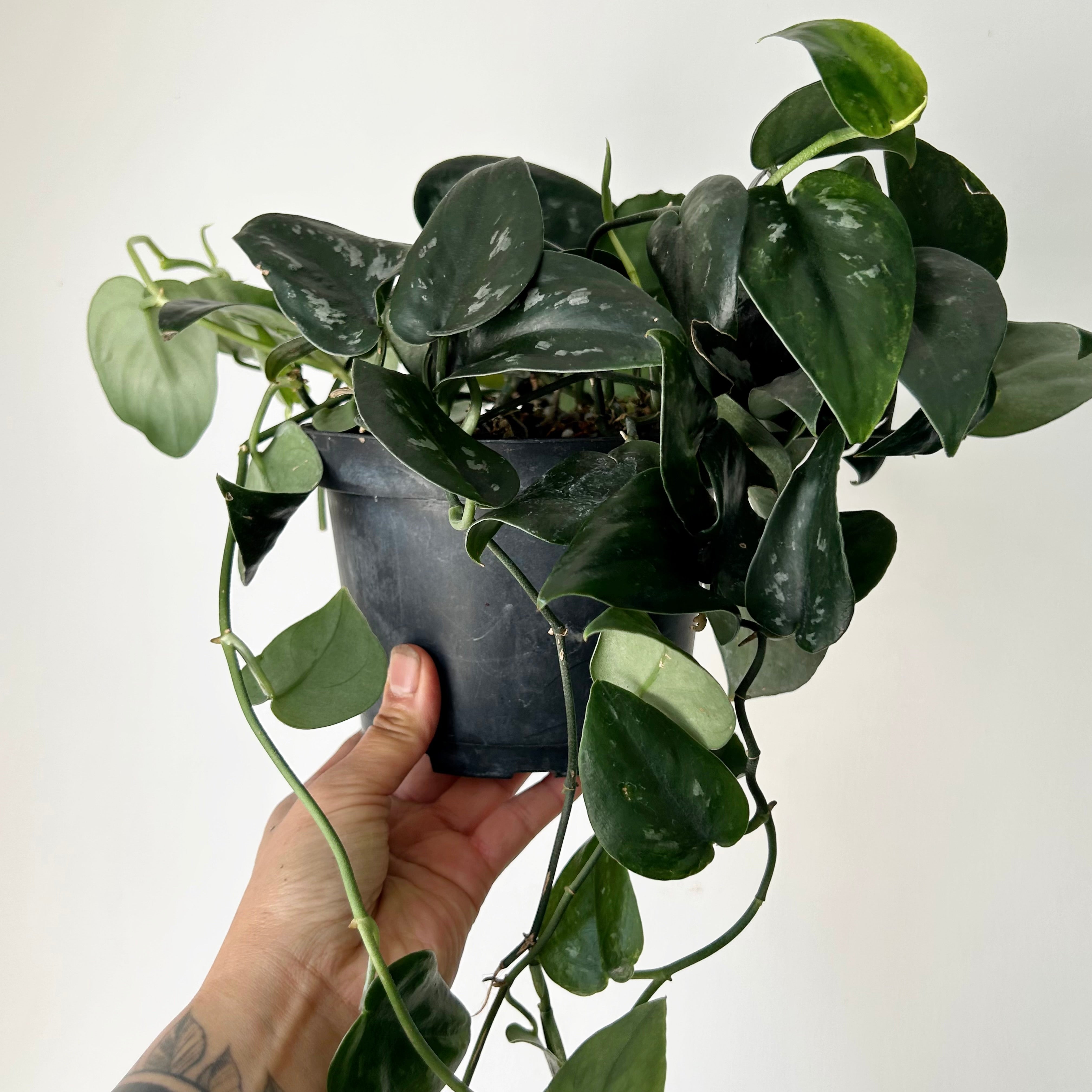Scindapsus “Black Splash” 6” pot