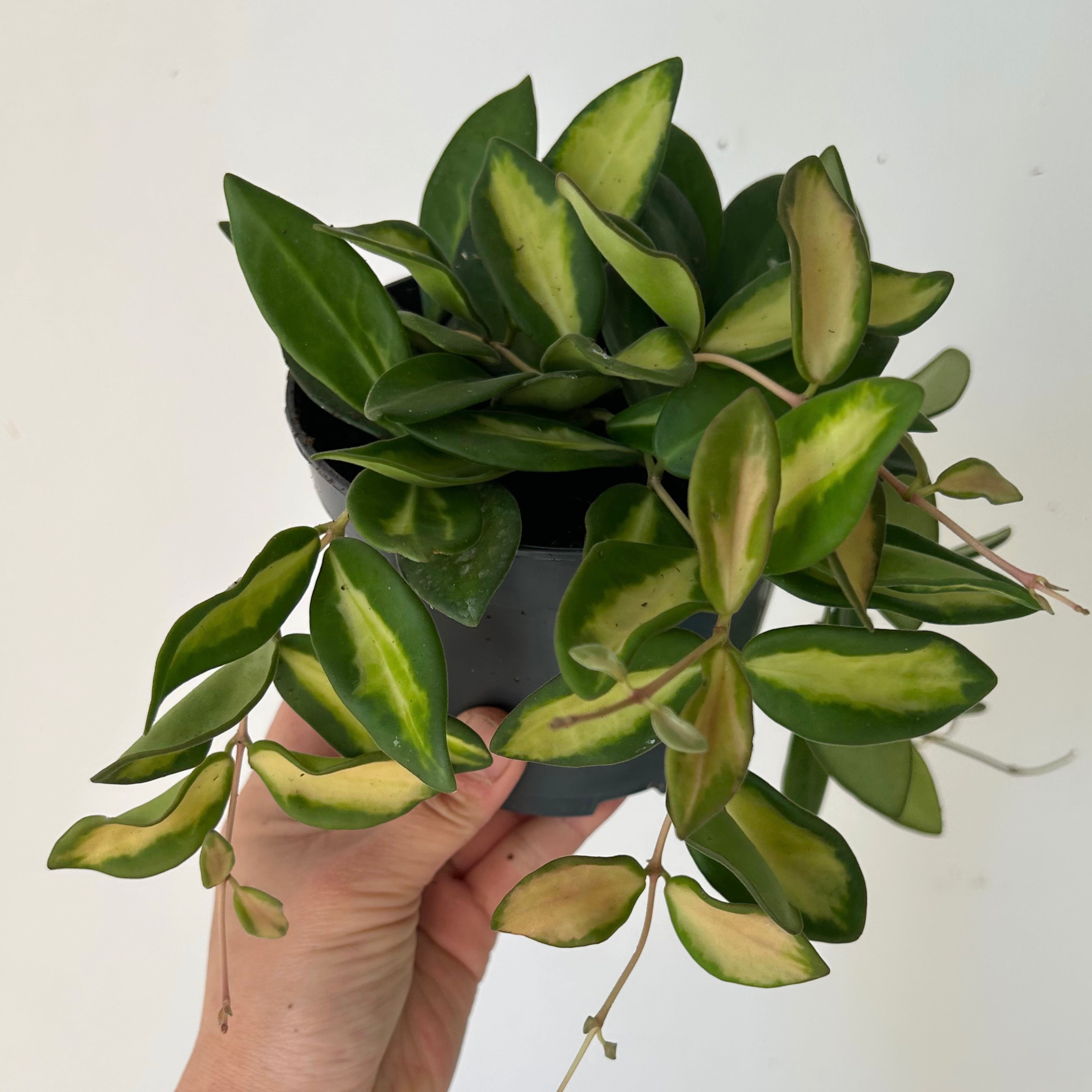 Hoya sp. aff. burtoniae variegated 5”pot
