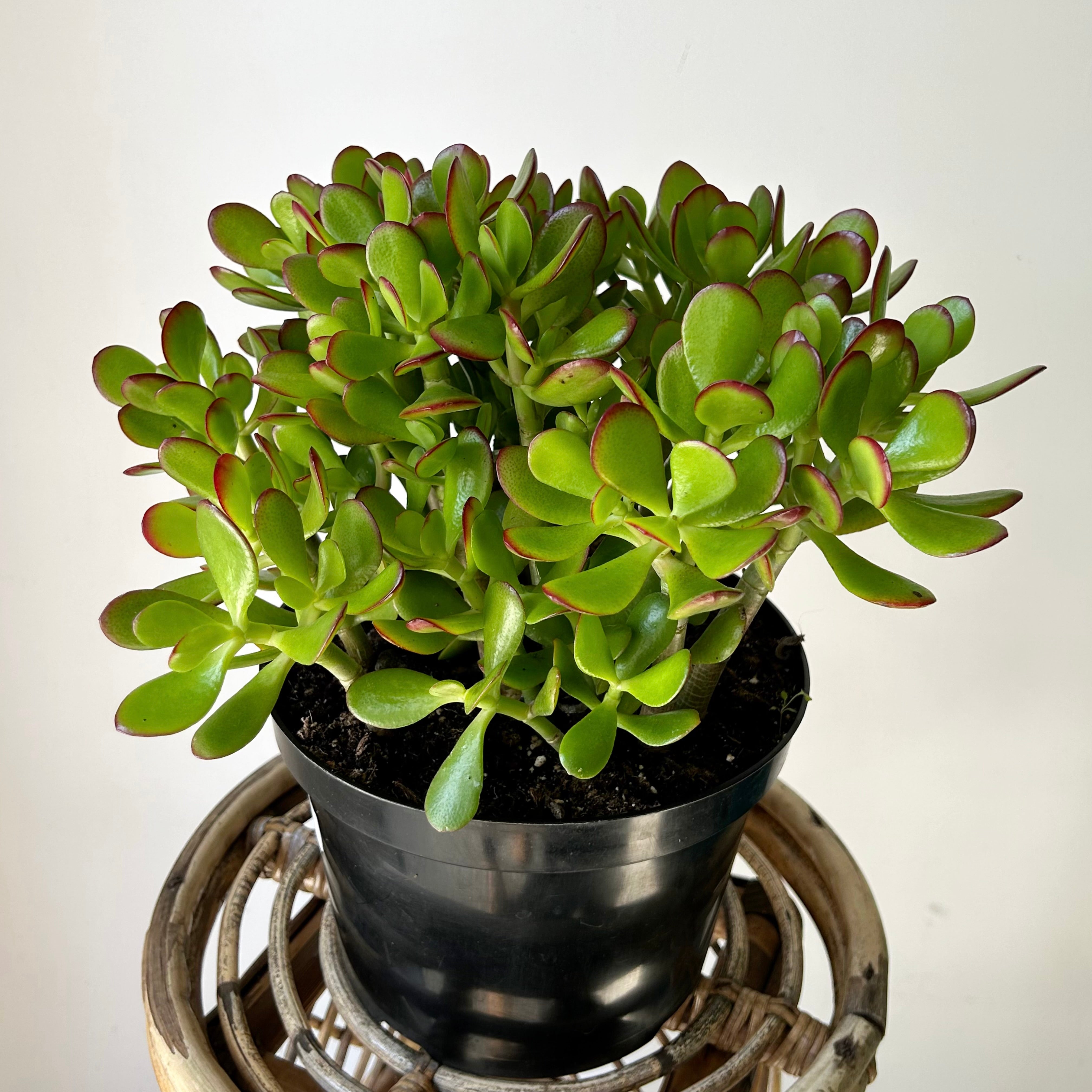 Jade Succulent Ovata “Sunset” 8”pot