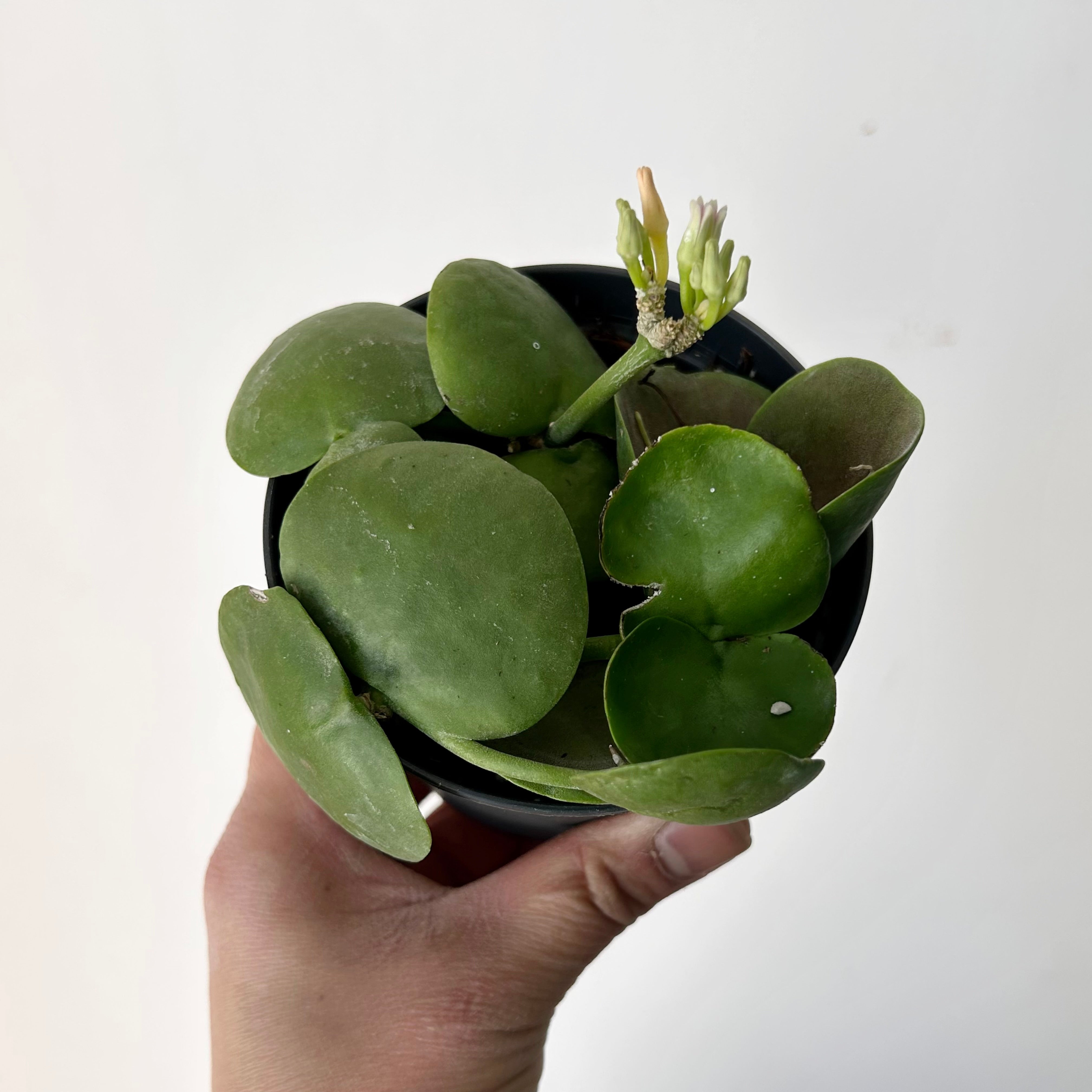 Dischidia platyphylla 3.5” pot