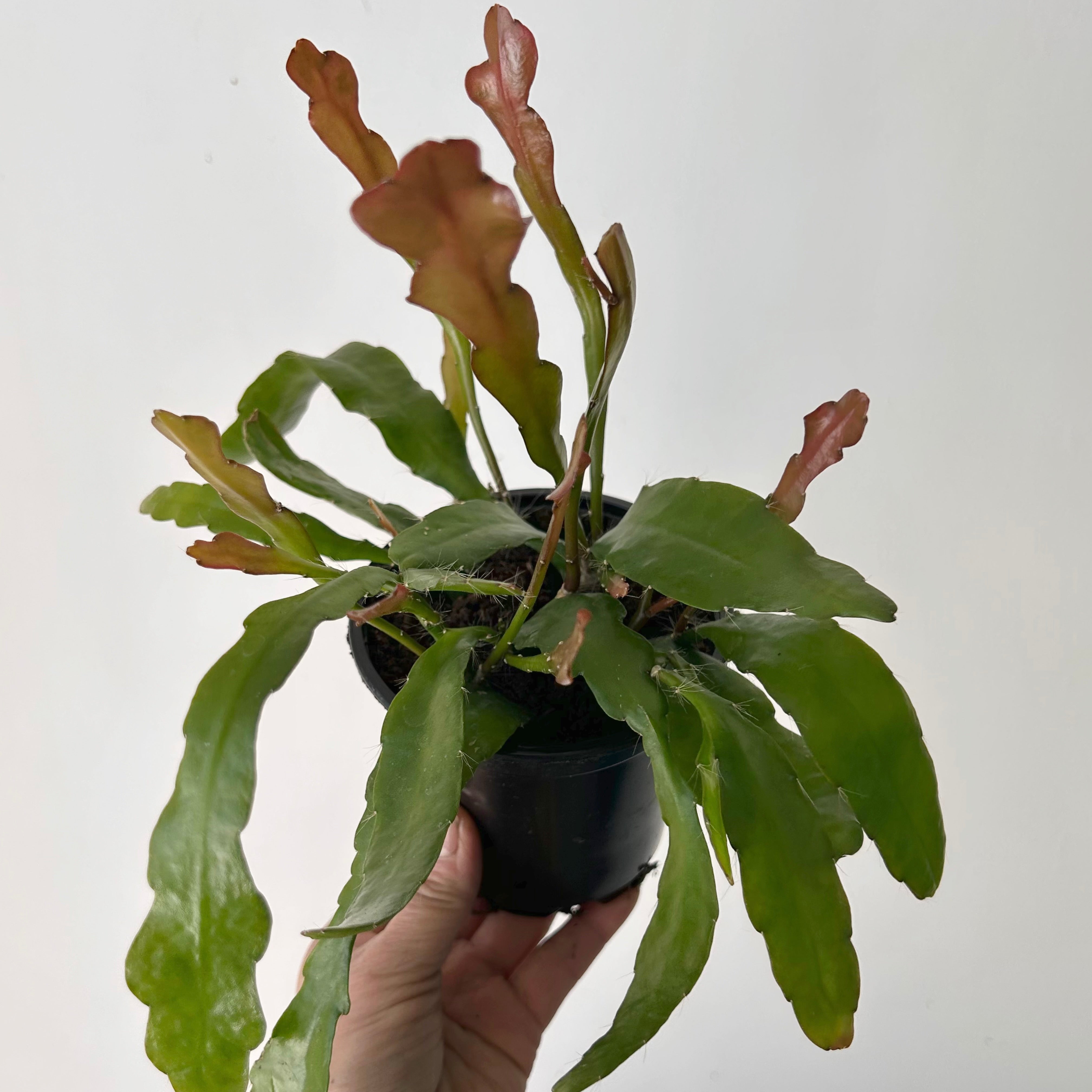 Orchid Cactus (Epiphyllum) 4” pot