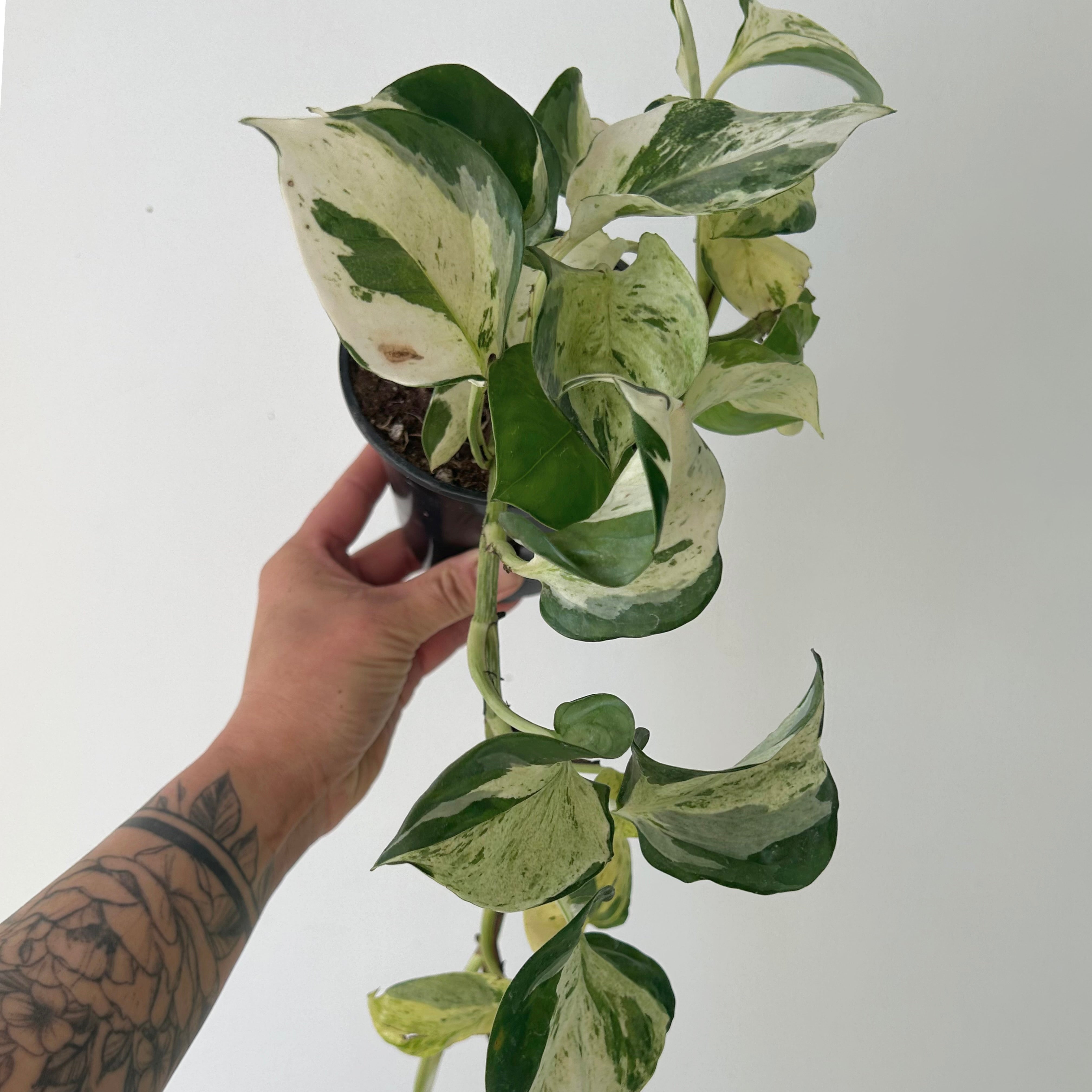 Manjula pothos 4”pot