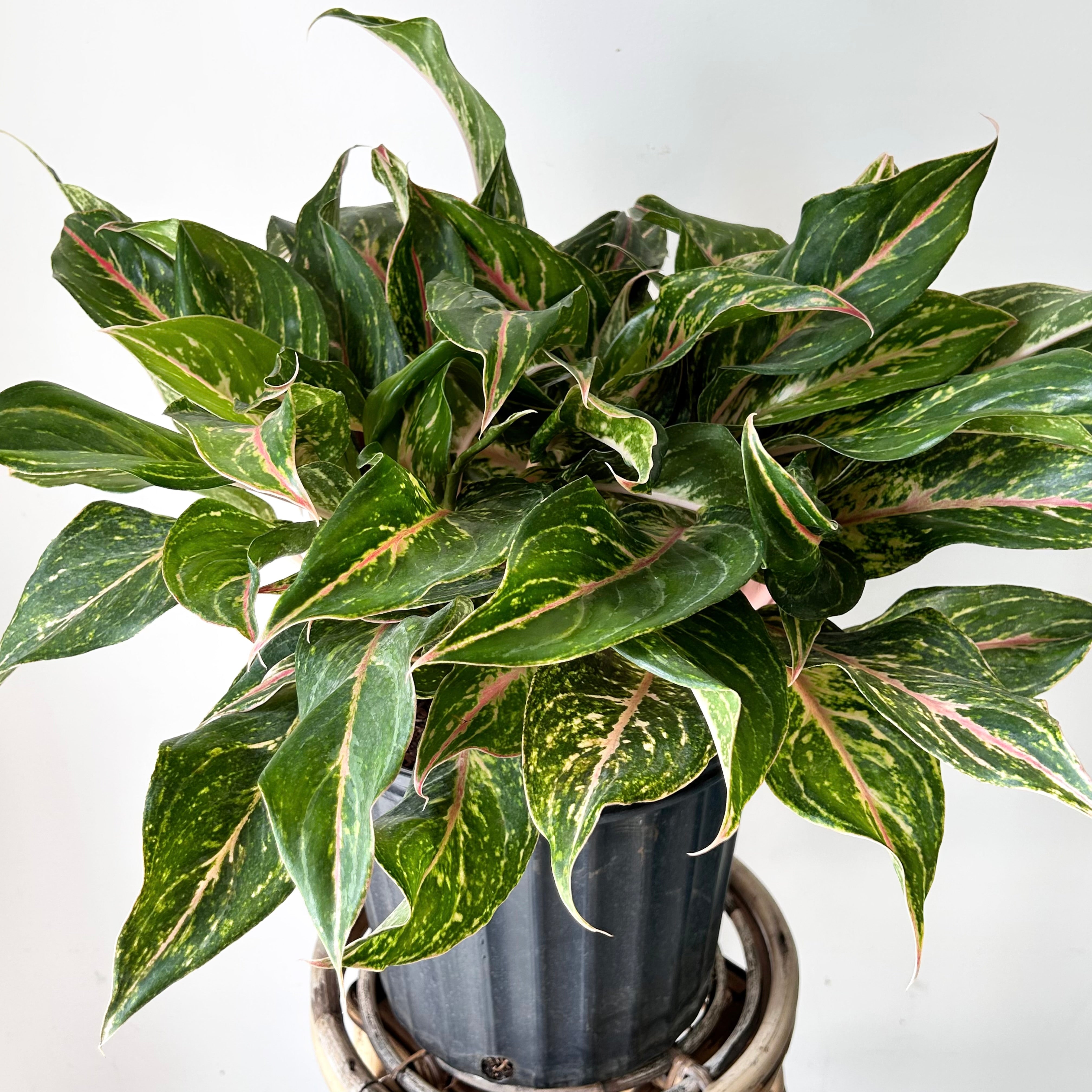 Aglaonema “Sparkling Sarah” 10”pot