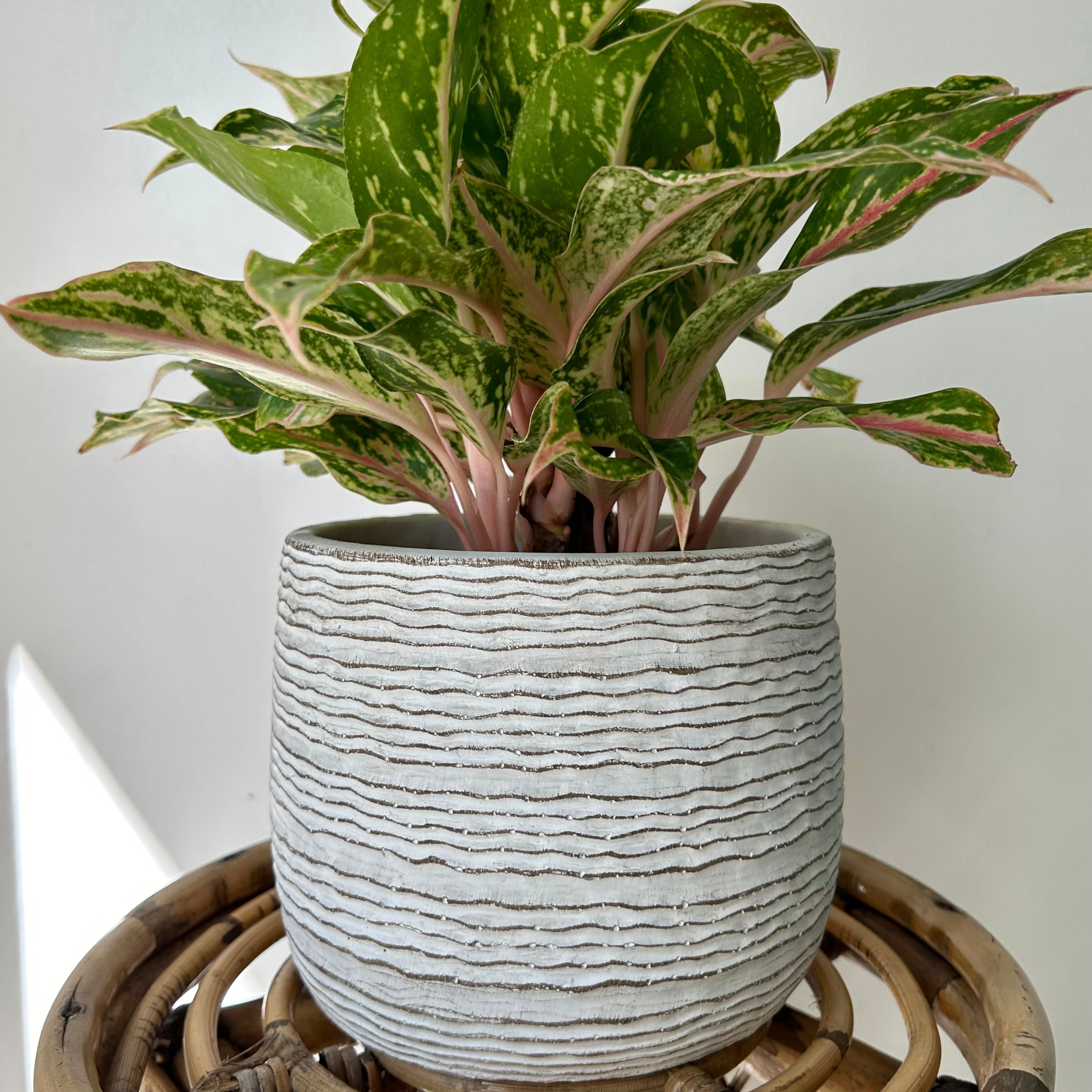 HARLEY Decorative cement pot (horizontal stripes) 6.25”x5.75”