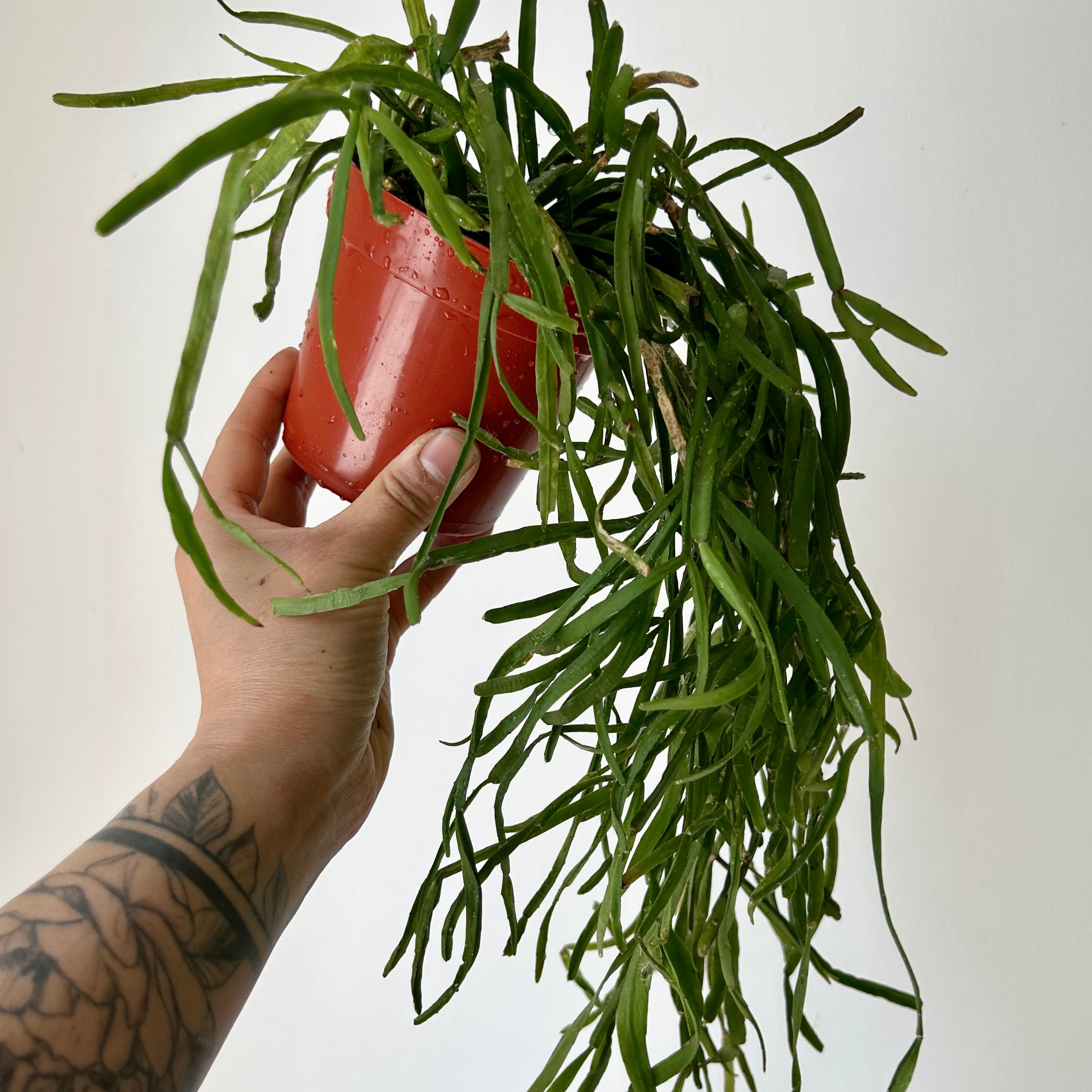 Rhipsalis micrantha 4”pot