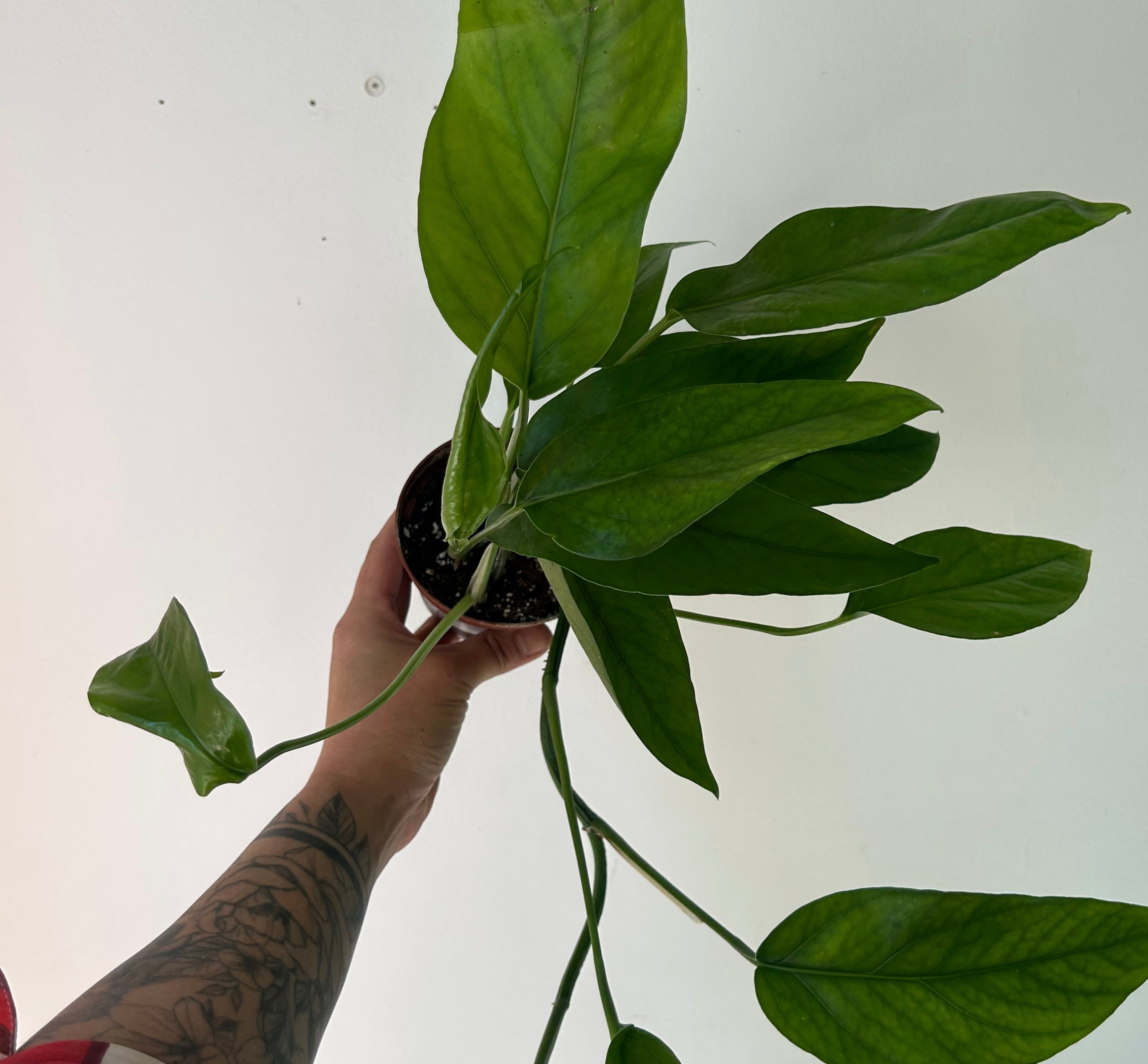 Epipremnum Pinnatum 3.5”pot