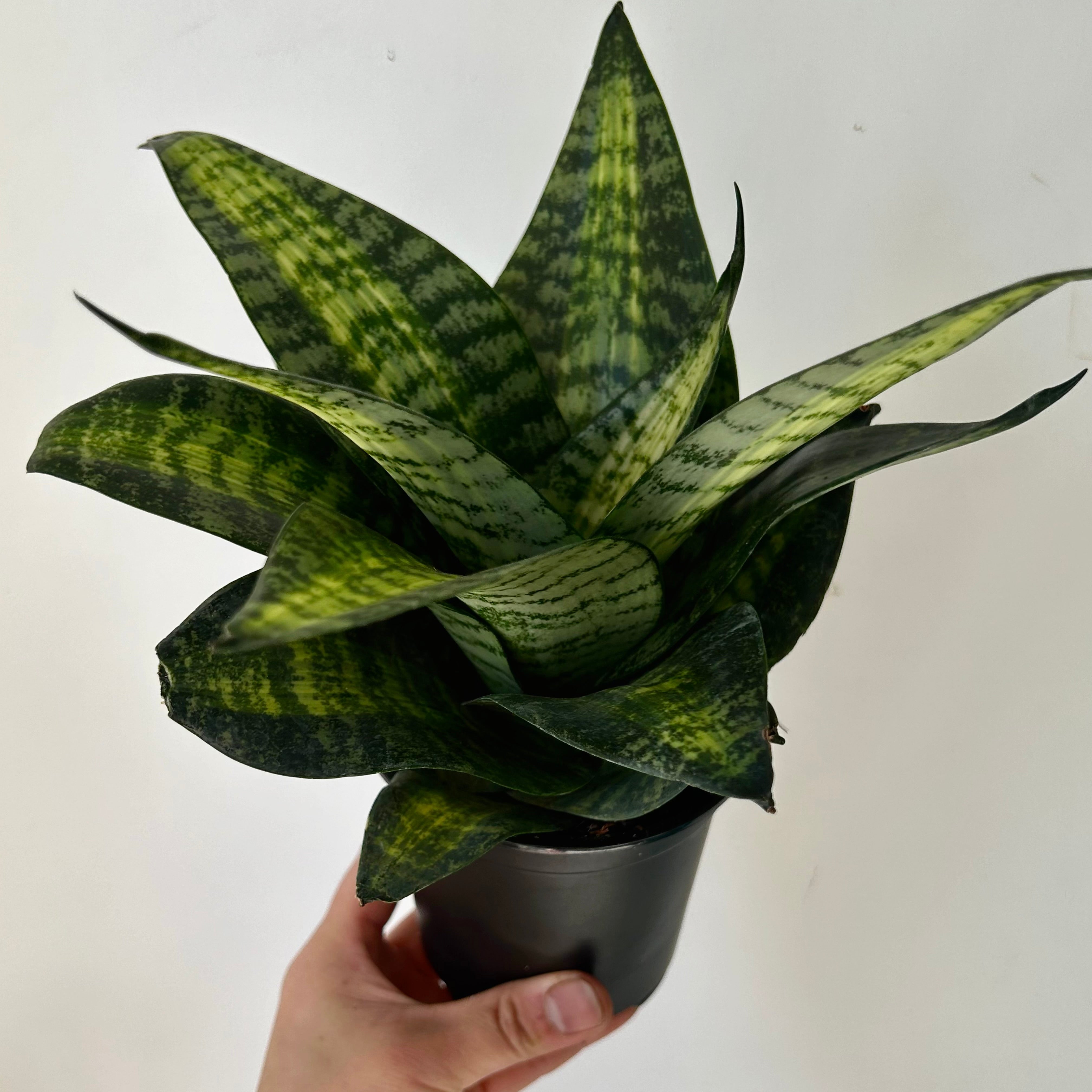 Sansevieria hahnii 'Siebert Starburst” 4” pot