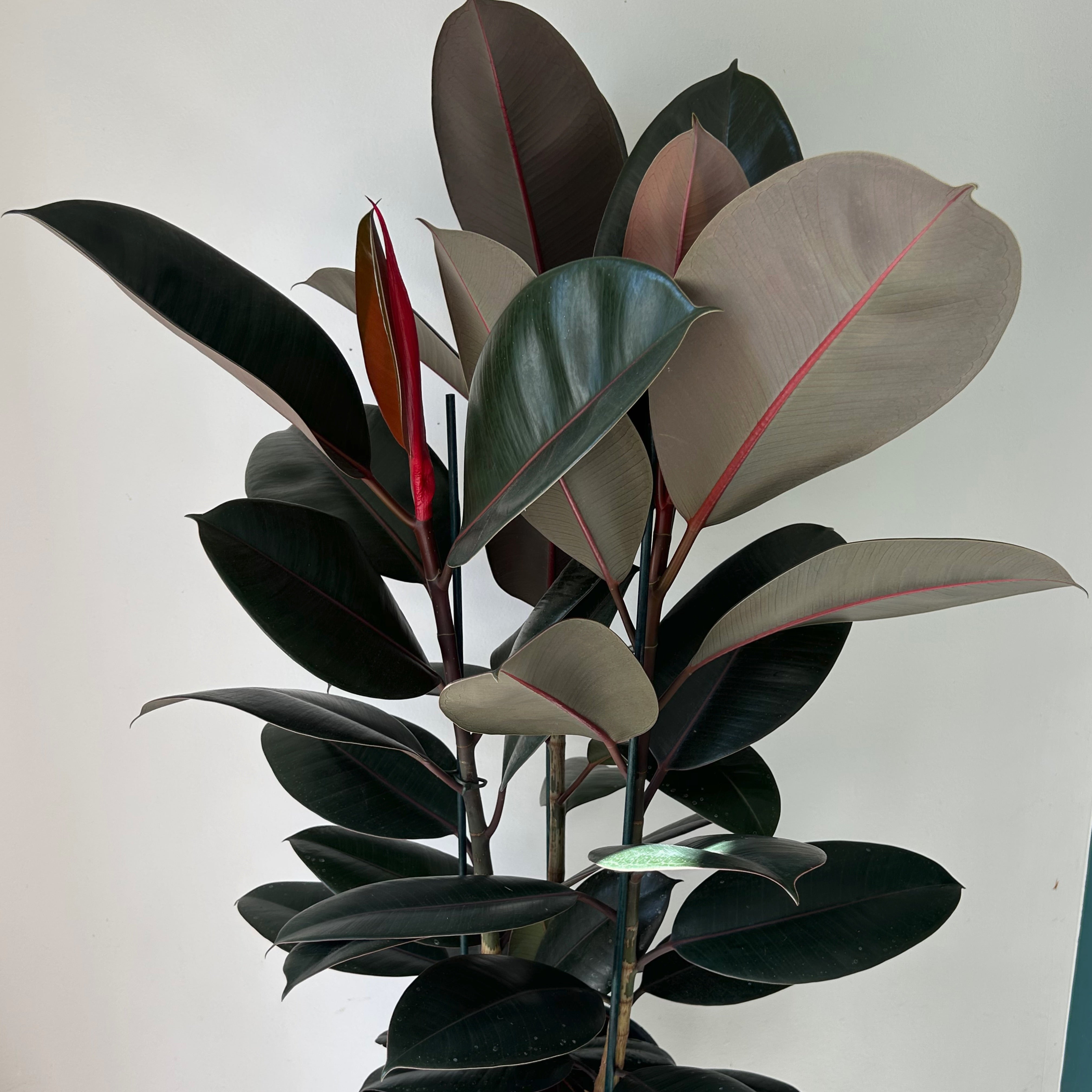 Burgundy Rubber Fig (Ficus Elastica) approximately 3.5ft tall in 8” pot
