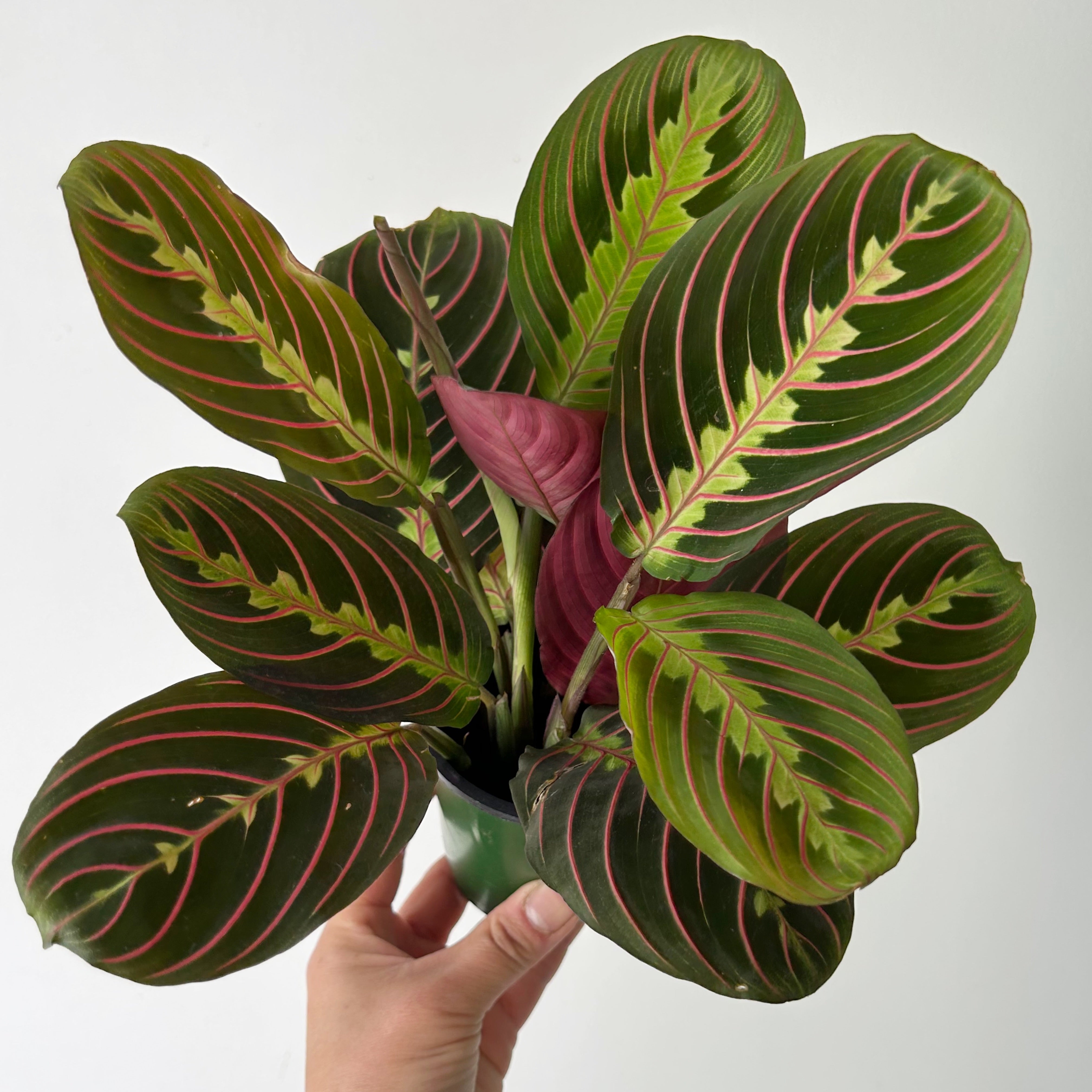 Red Prayer Plant (Maranta) 3.5”pot