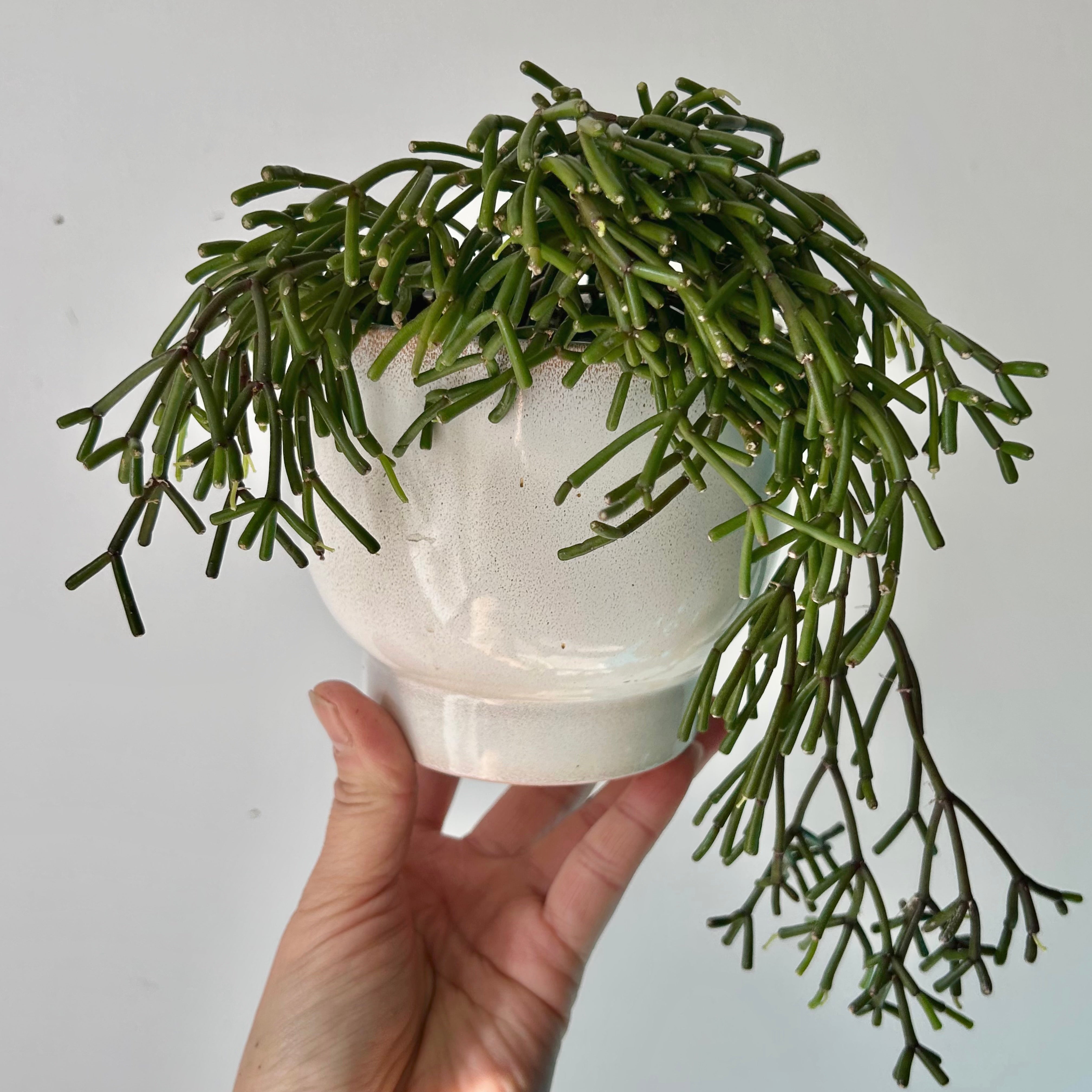 Rhipsalis clavata 3.5”pot