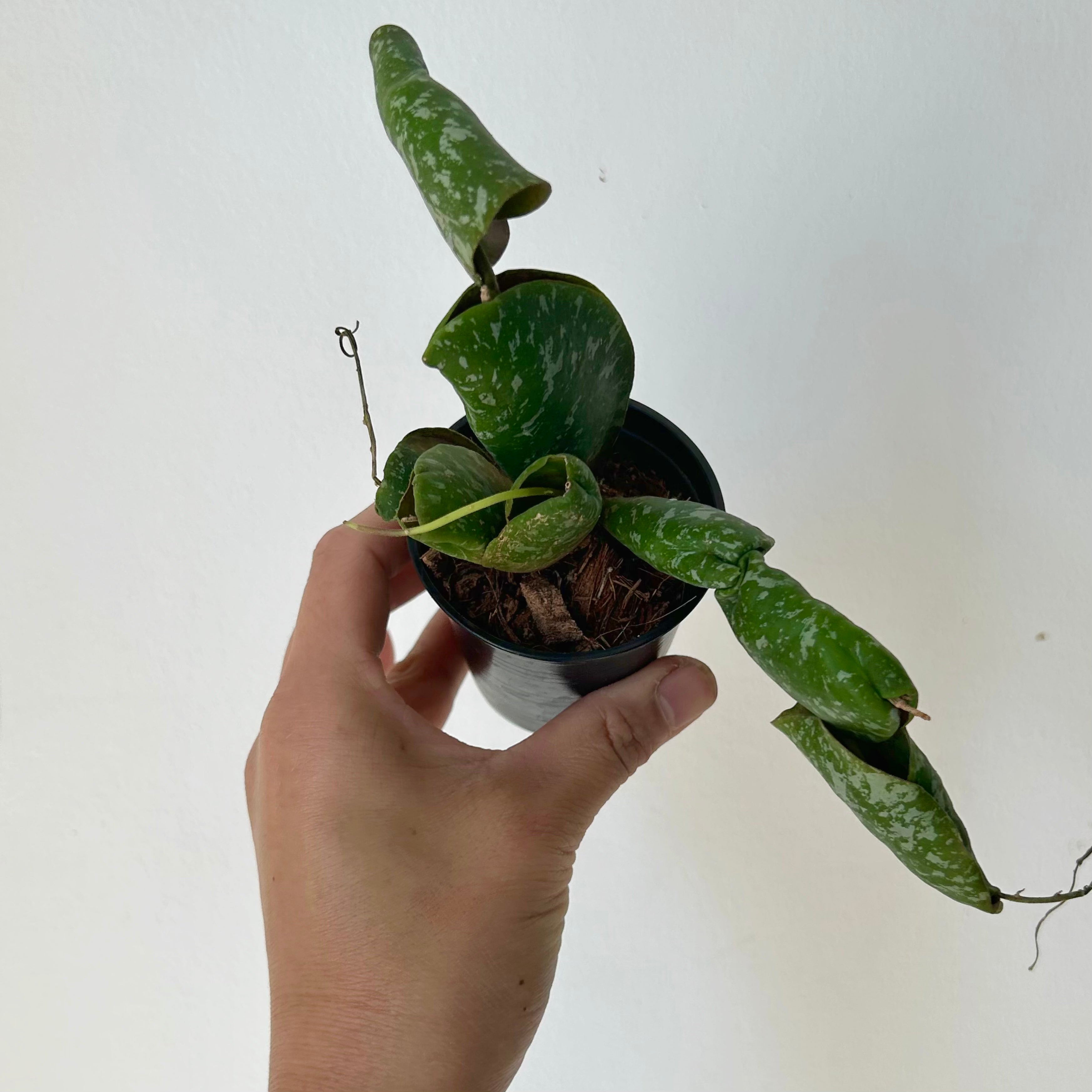 Hoya Imbricata 2.5”pot