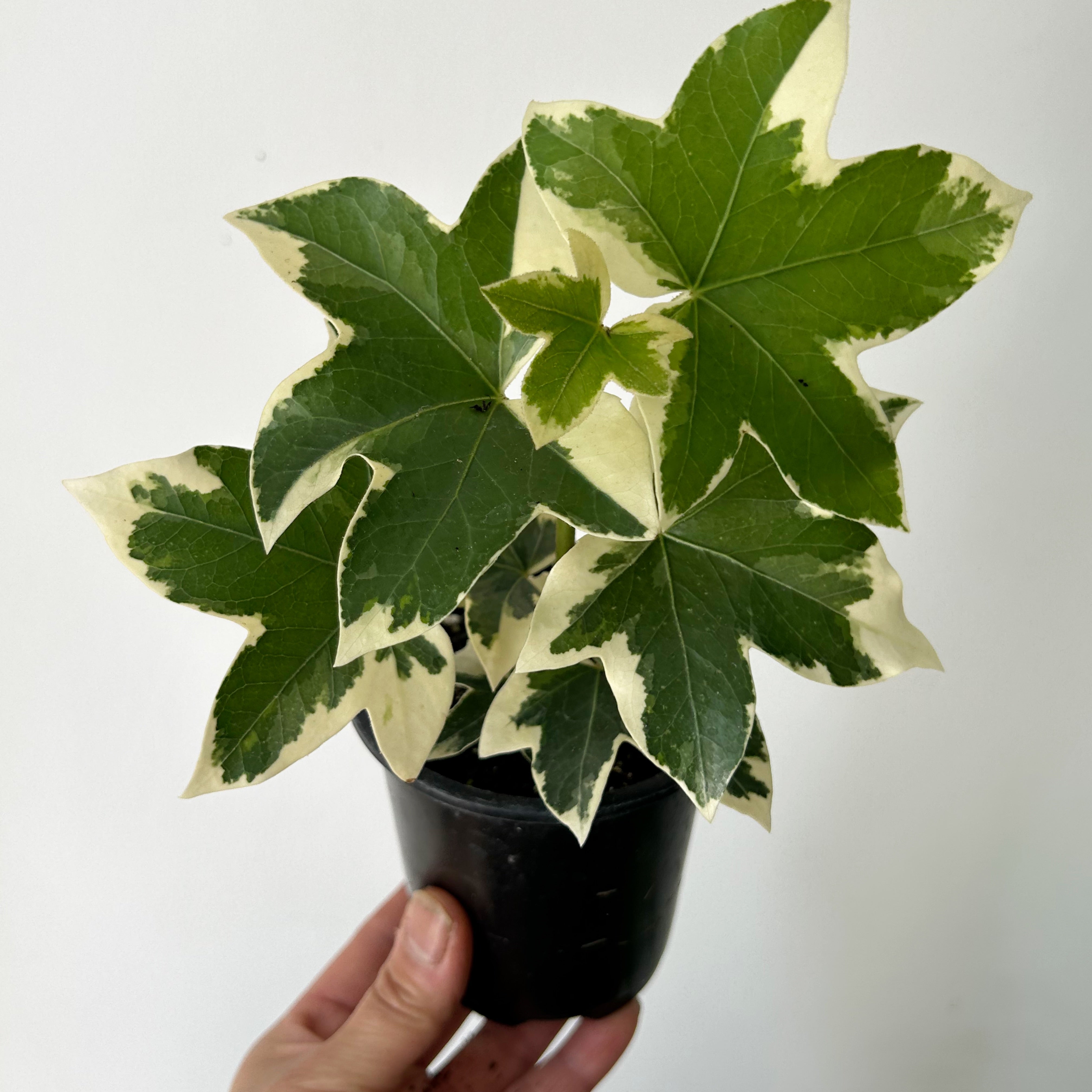 Variegated Tree Ivy “xFatshedera” (Hybrid) 4” pot