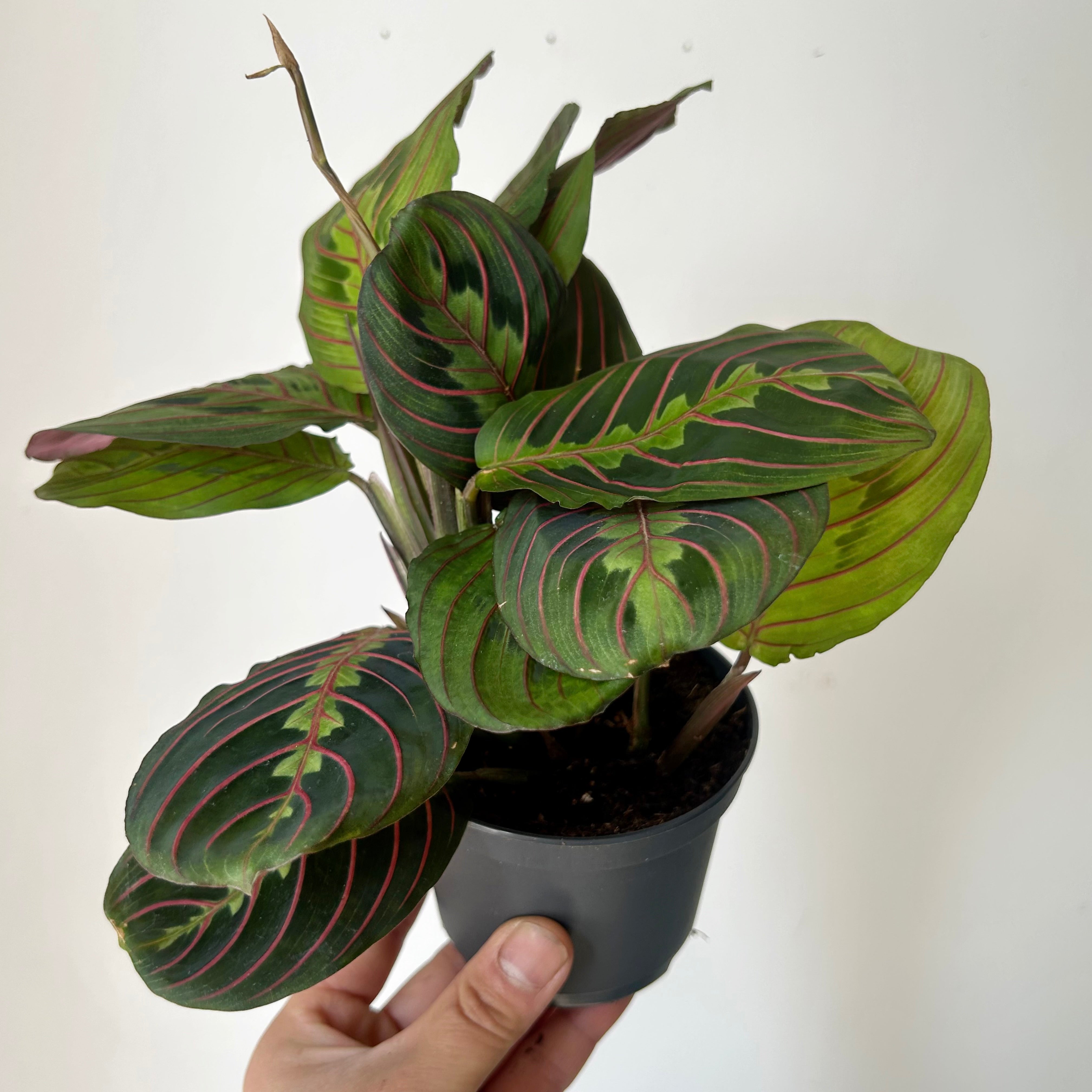 Red Prayer Plant (Maranta) 3.5”pot