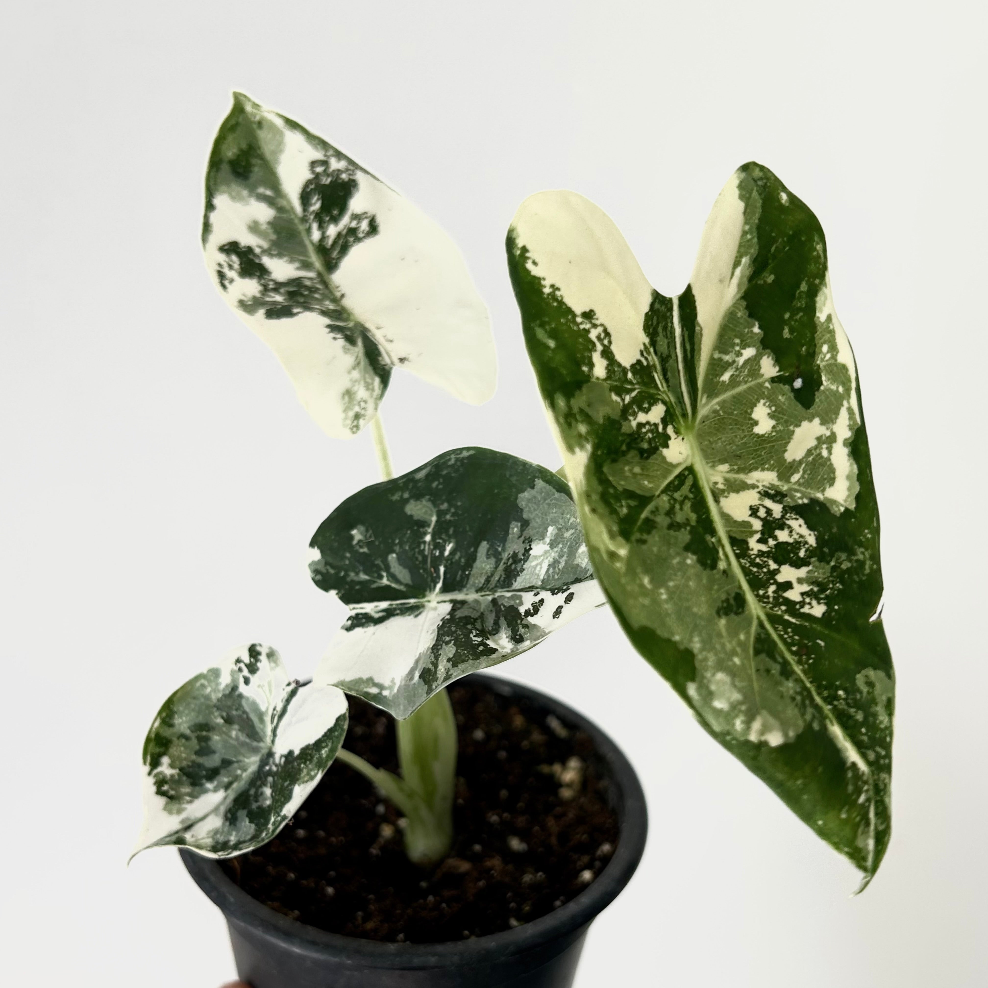 Variegated Alocasia frydek 3.5”pot