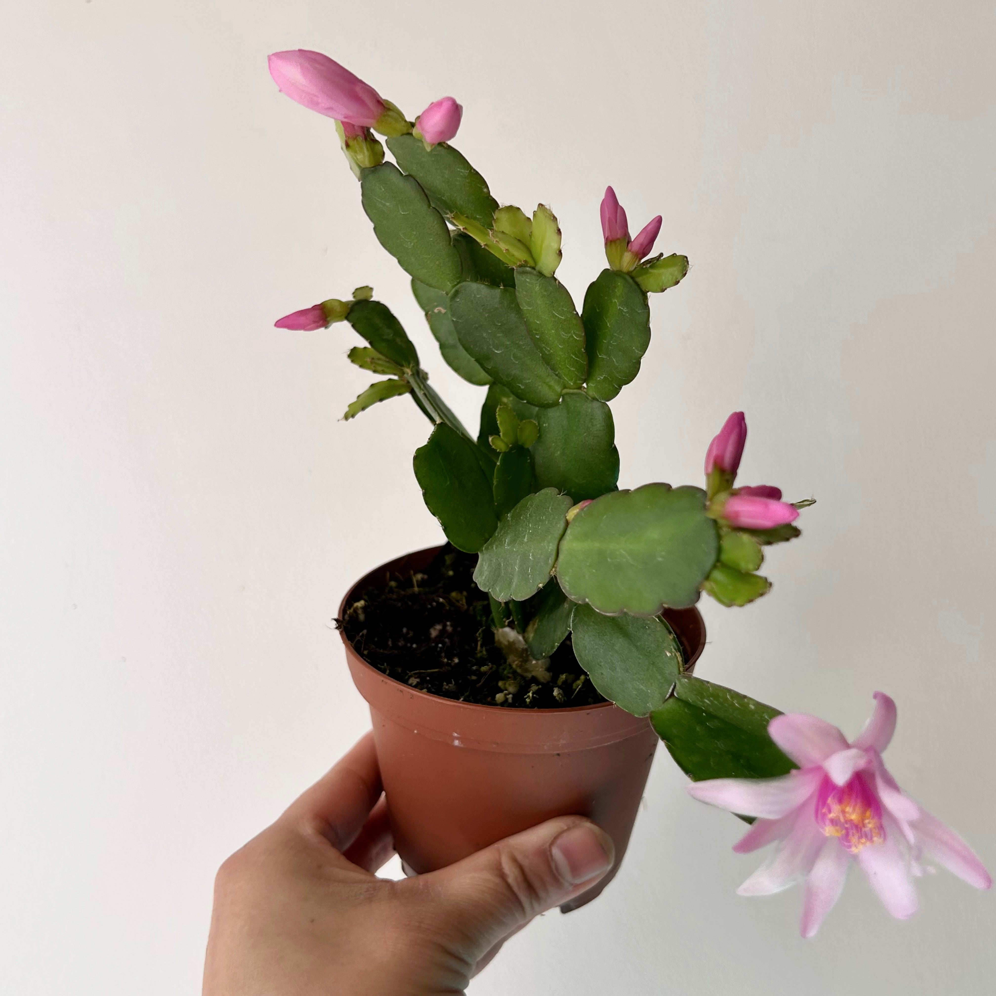 Easter Cactus (Rhipsalidopsis gaertneri ) 4”pot