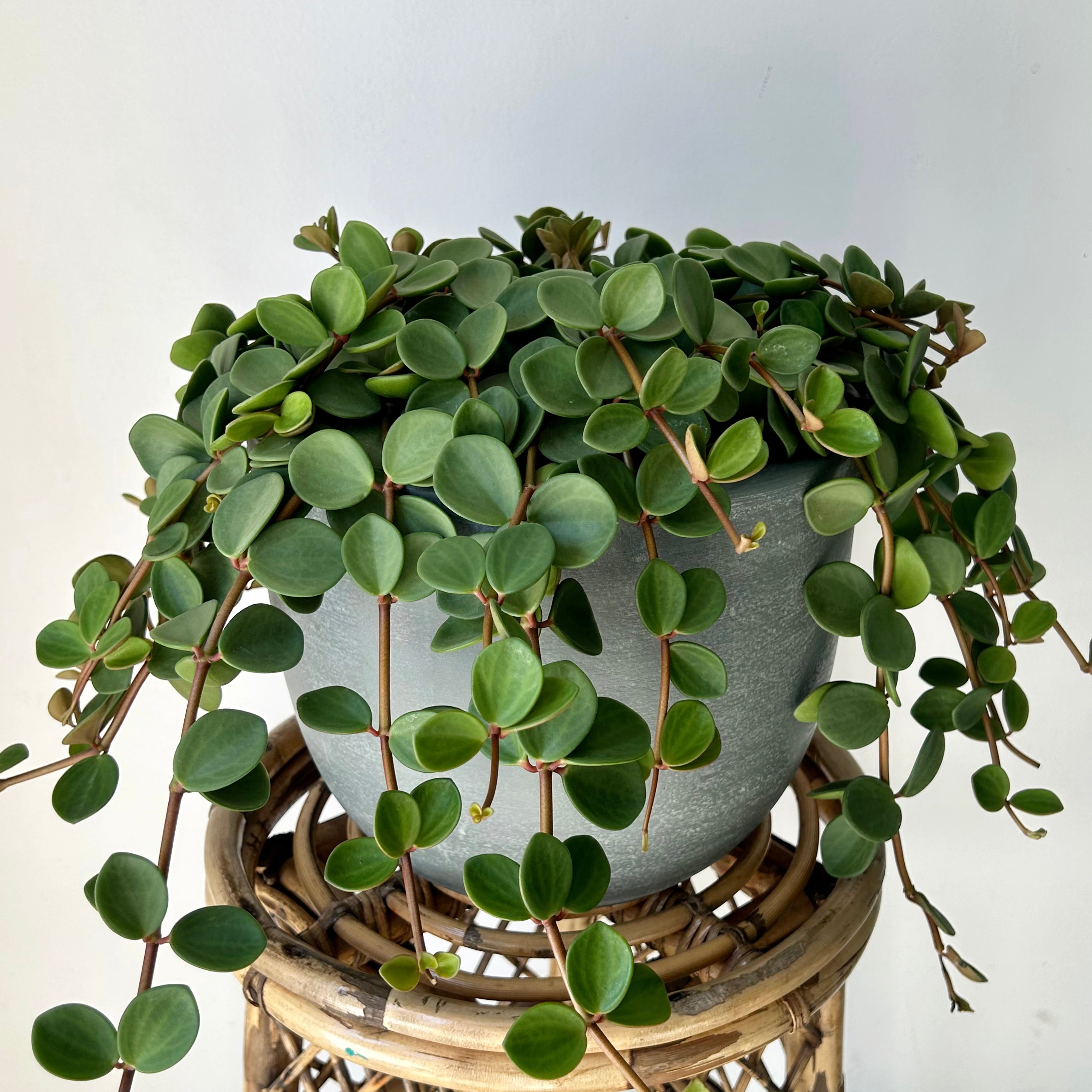 Peperomia "Hope" 8”hanging basket