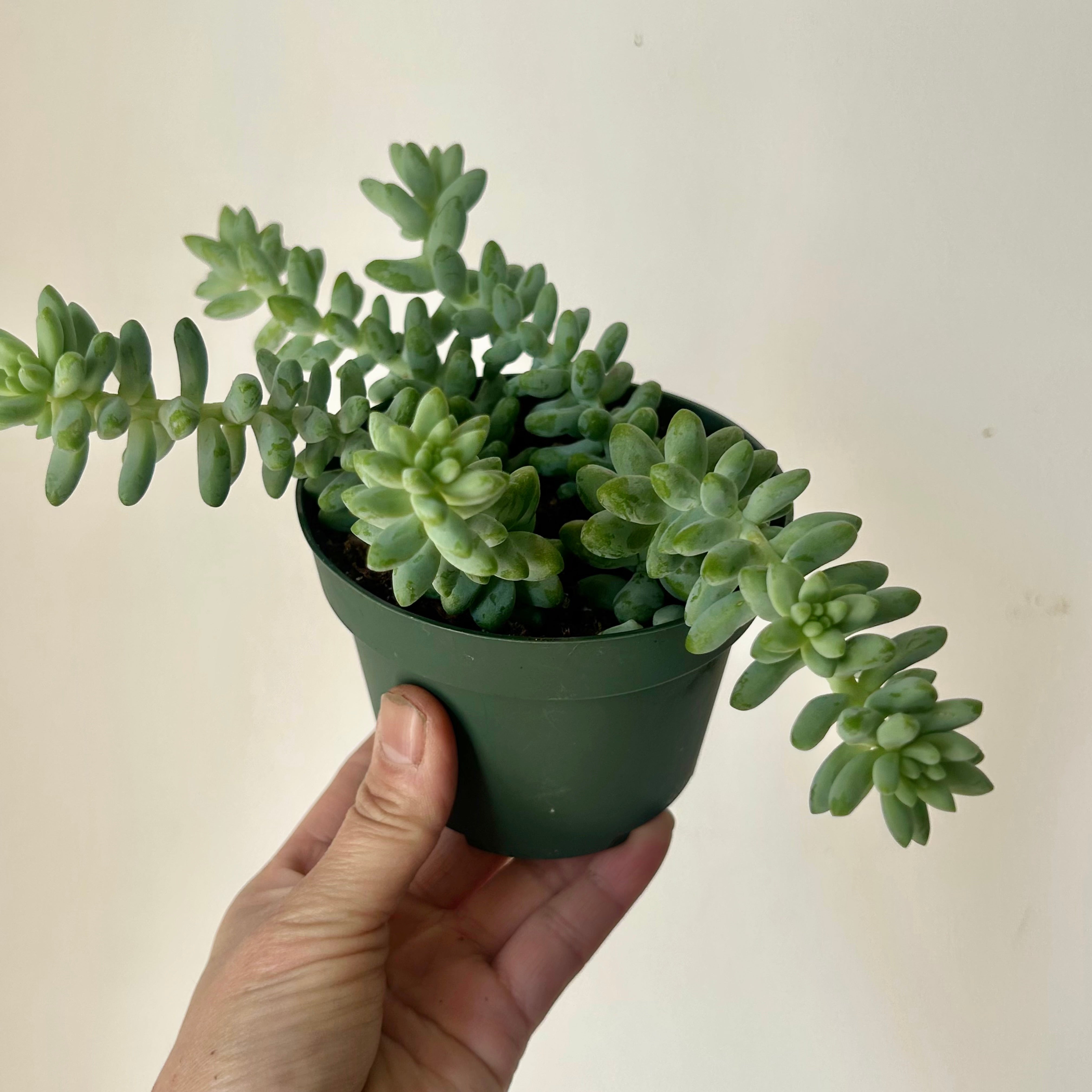 Burro's Tail Succulent  (Sedum Morganianum) “Burrito"4”pot