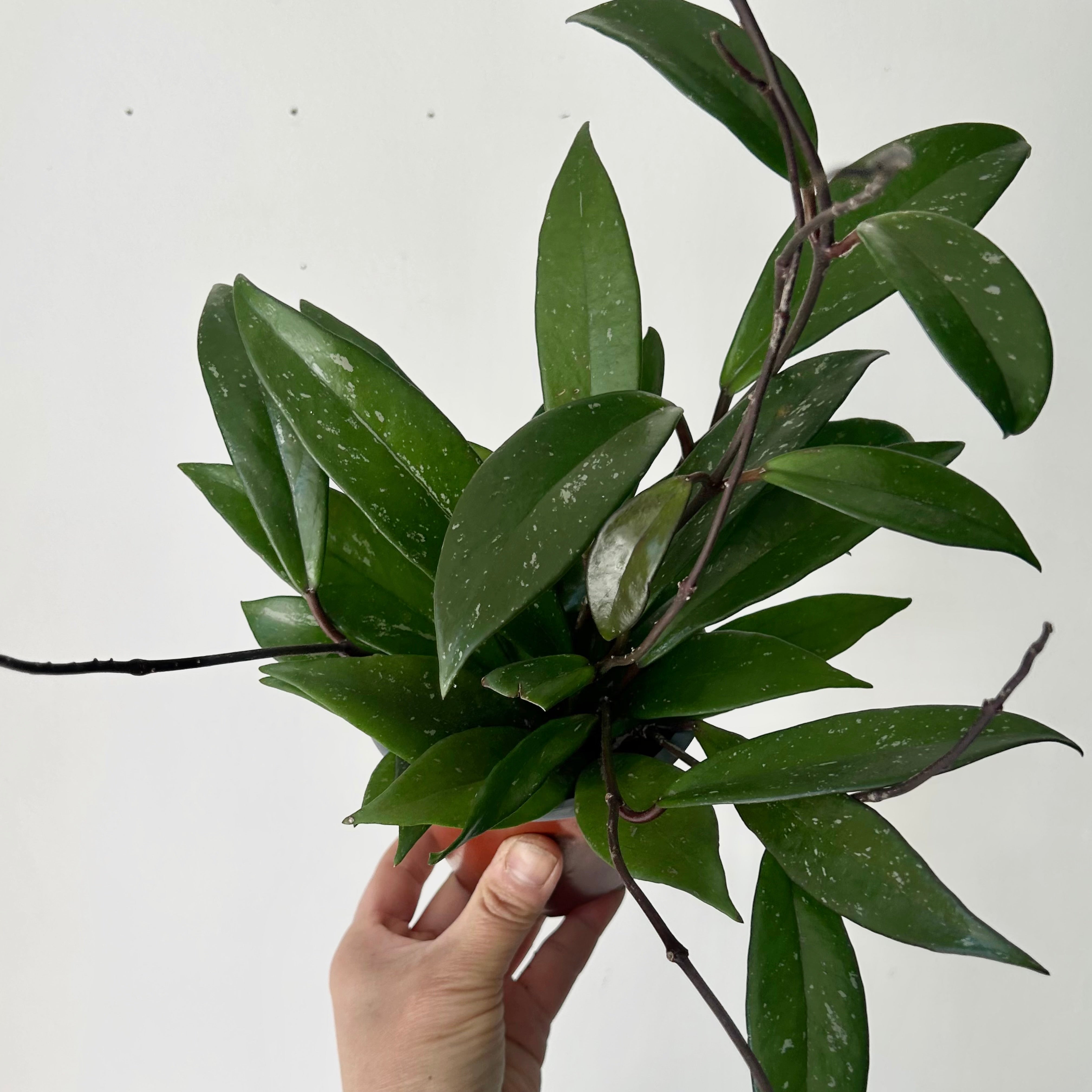 Hoya Pubicalyx 4”pot