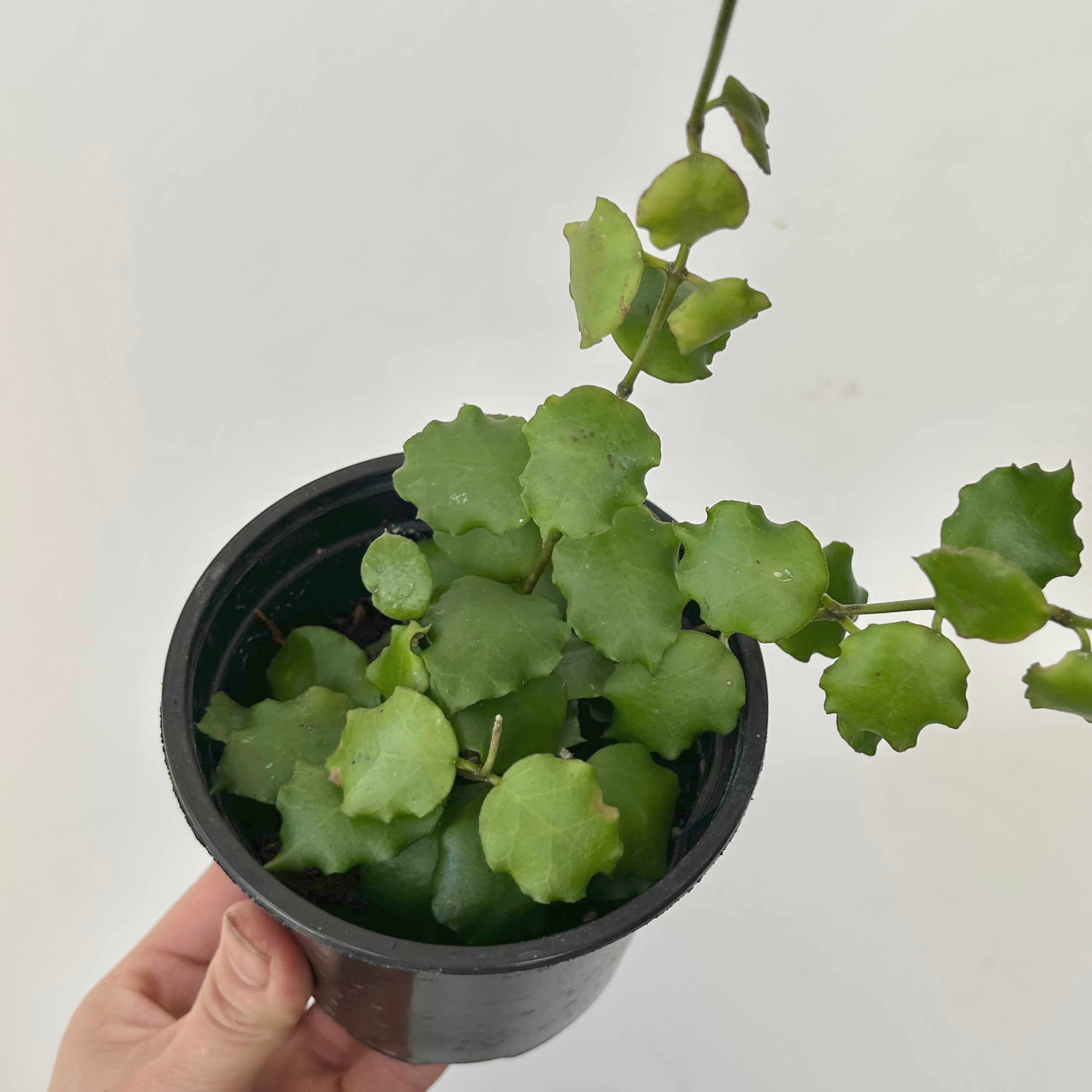 Hoya Endauensis 4”pot